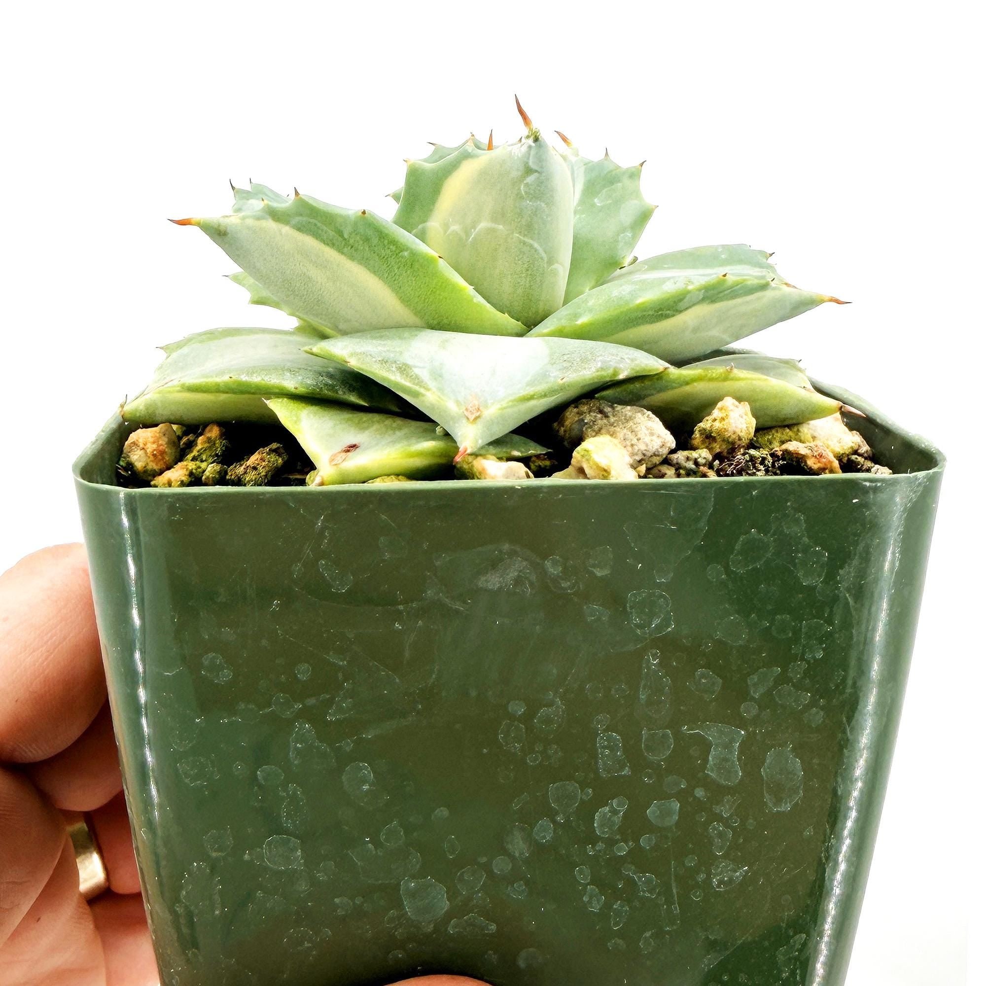Agave isthmensis ‘Hoji Raijin'