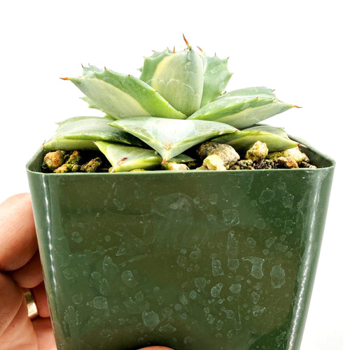 Agave isthmensis ‘Hoji Raijin'