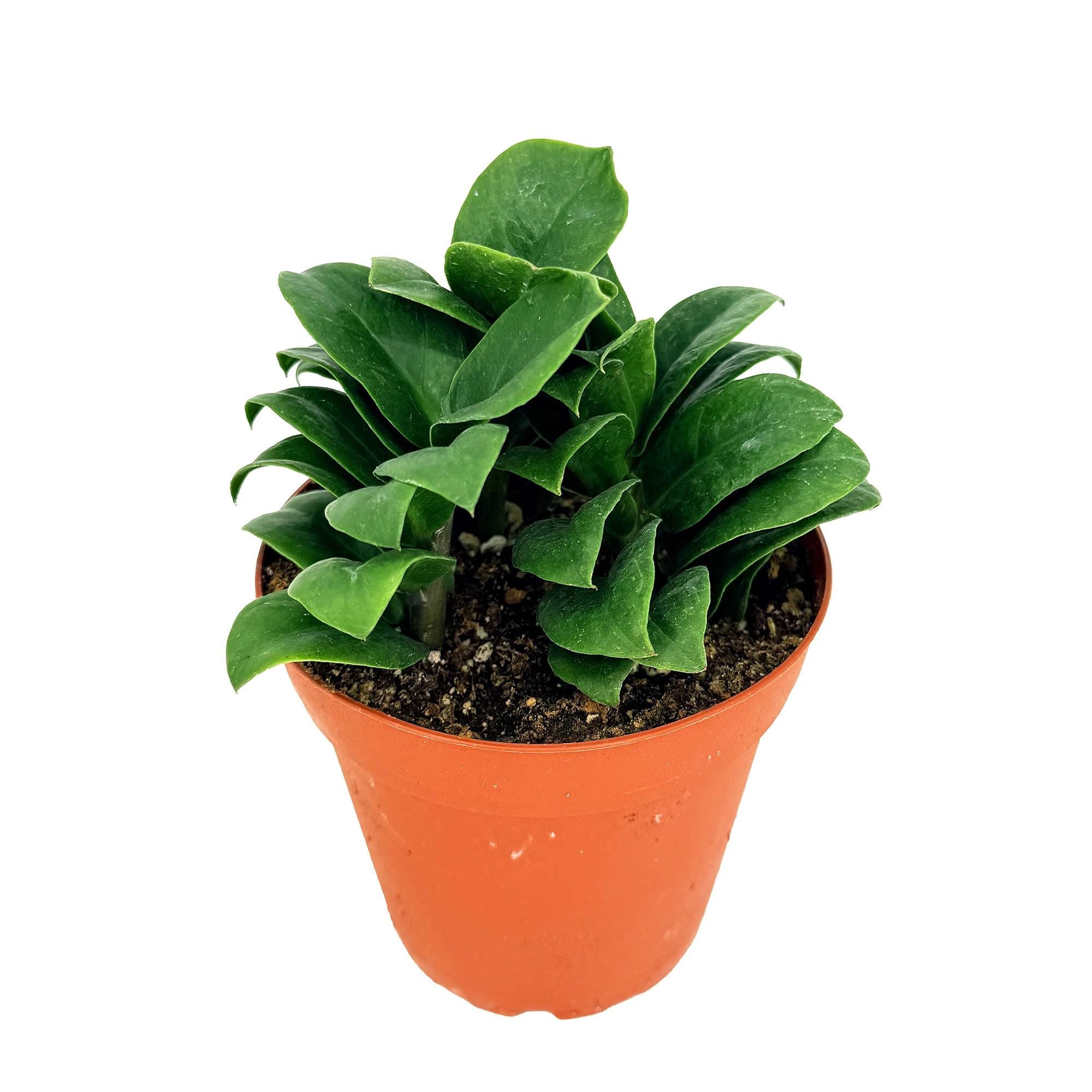 Zamioculcas zamiifolia ‘Zenzi'