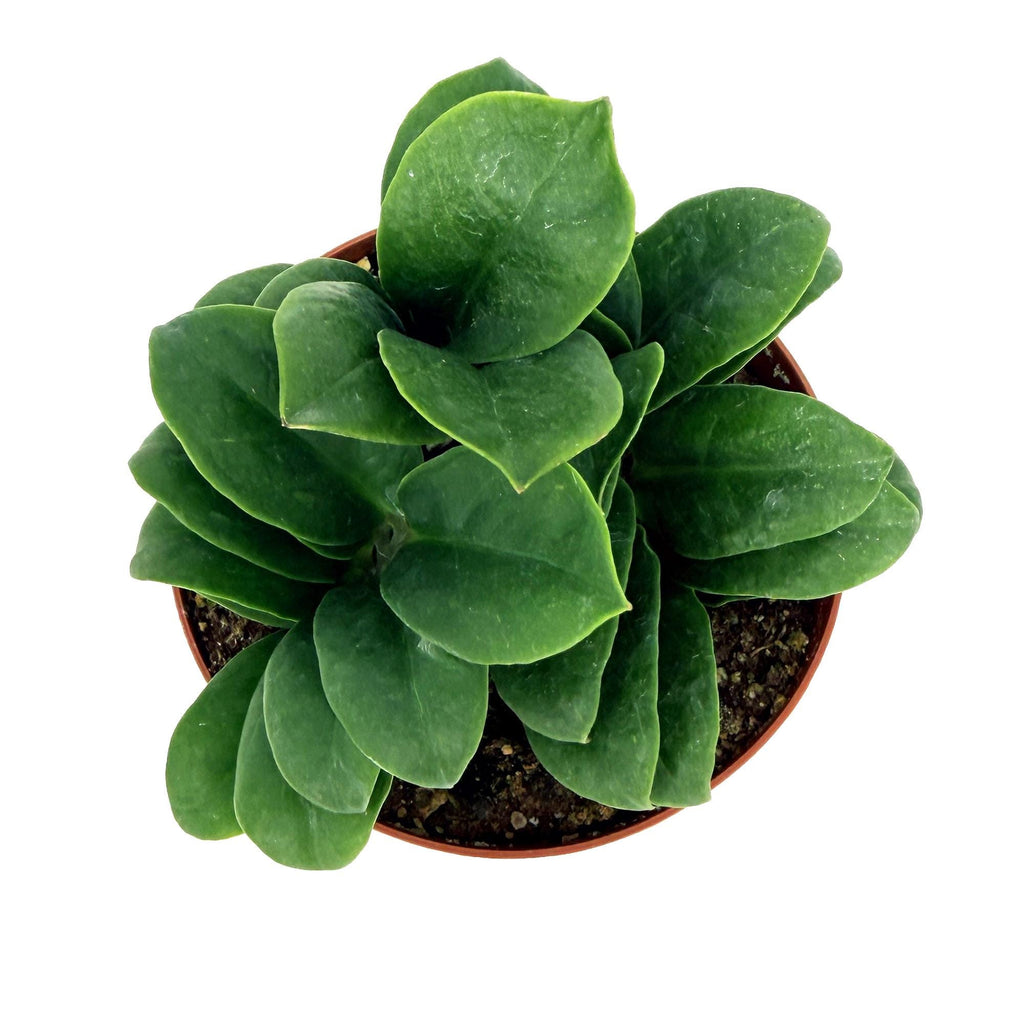 Zamioculcas zamiifolia ‘Zenzi'