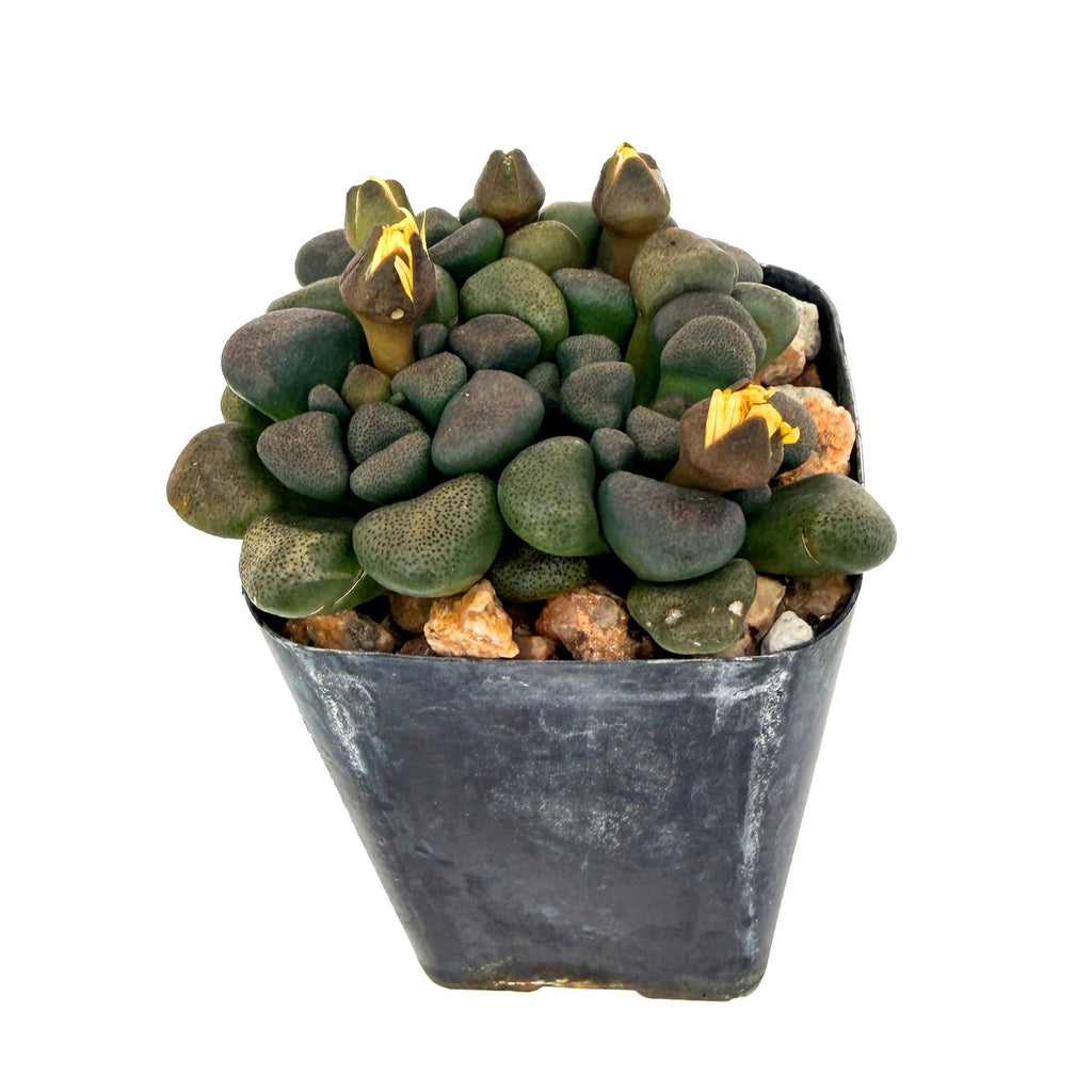 Aloinopsis schooneesii 'Living Stone'