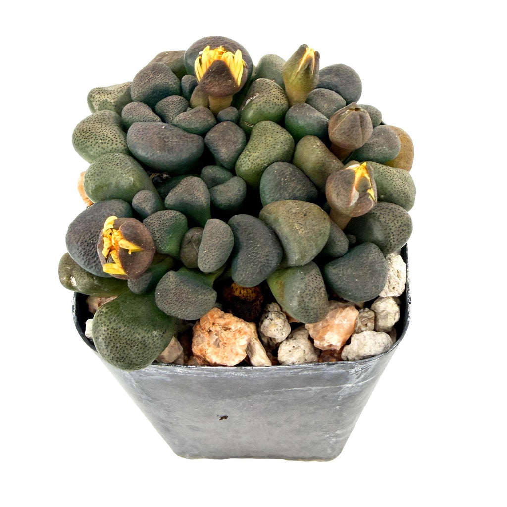 Aloinopsis schooneesii 'Living Stone'