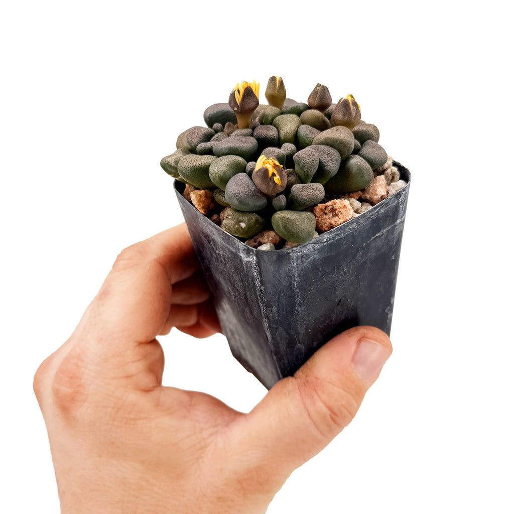 Aloinopsis schooneesii 'Living Stone'