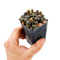 Aloinopsis schooneesii 'Living Stone'