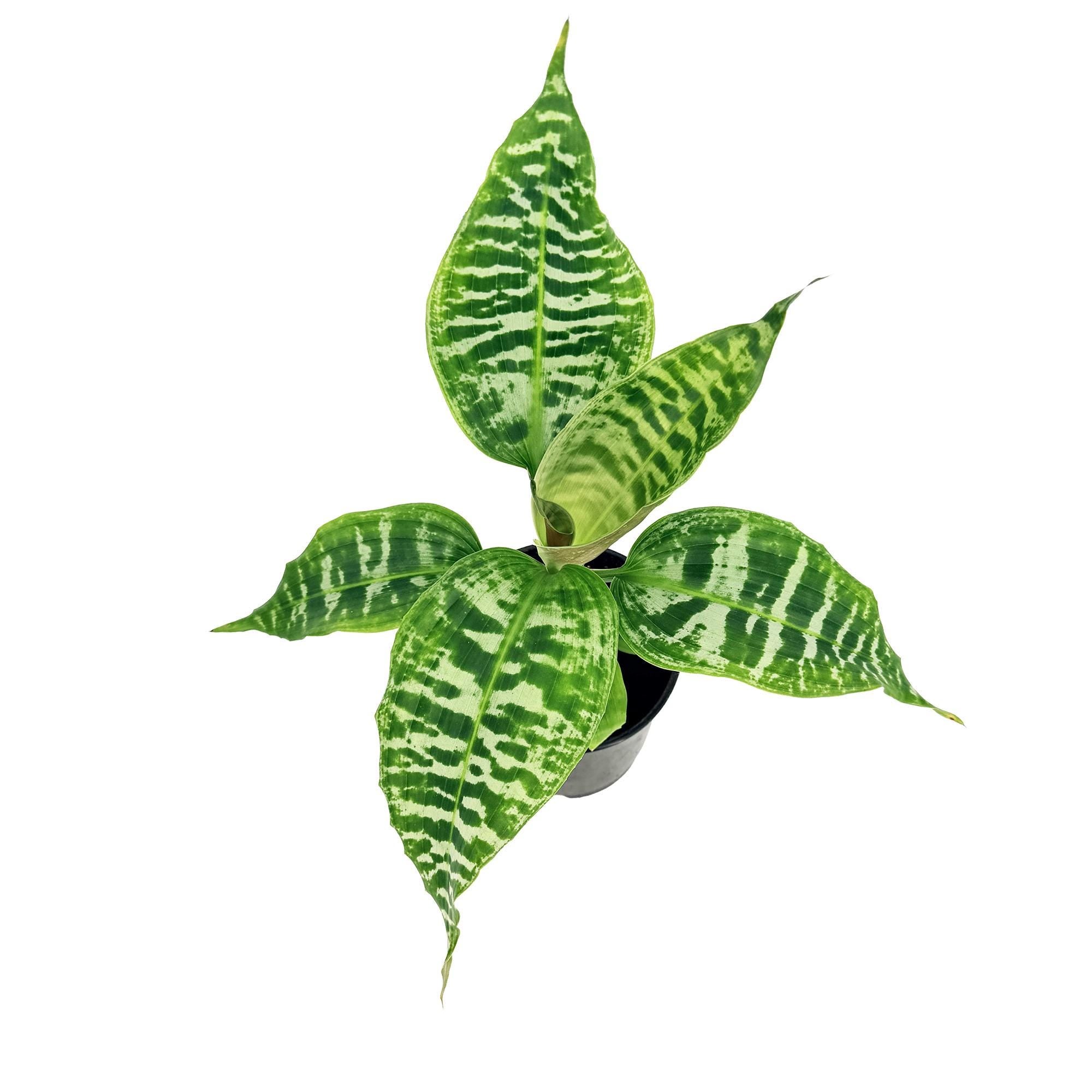 Dracaena goldieana