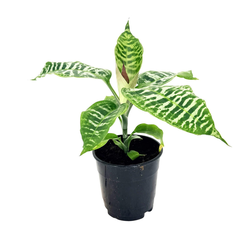 Dracaena goldieana