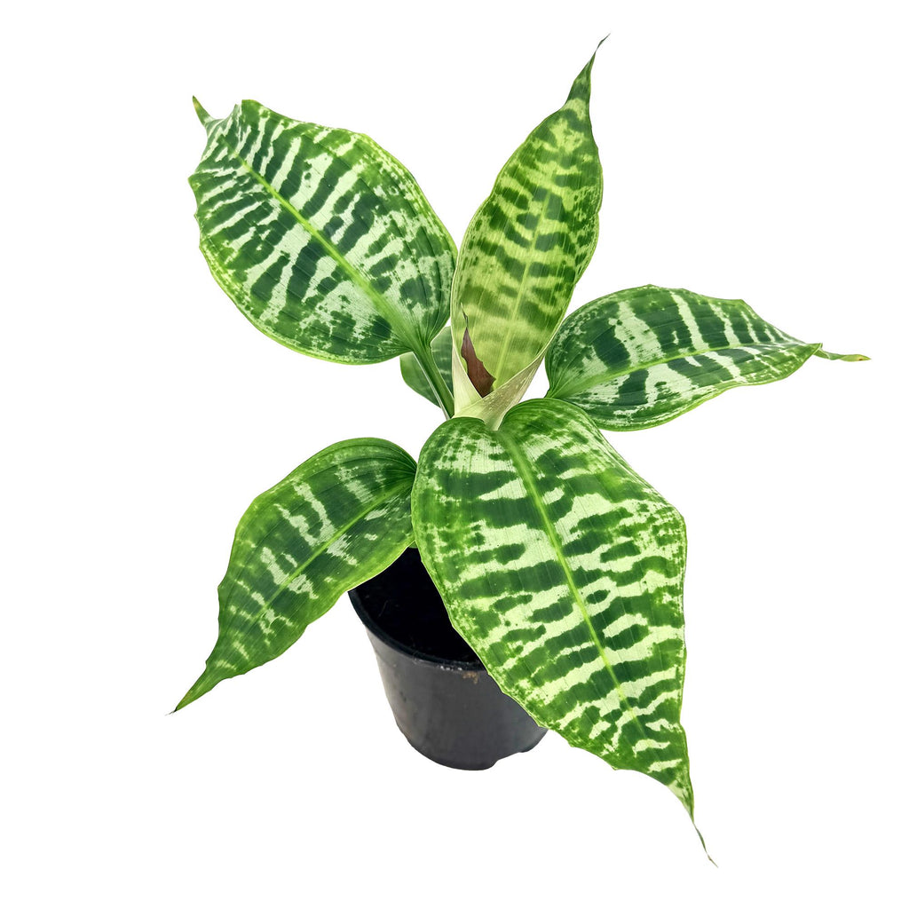 Dracaena goldieana
