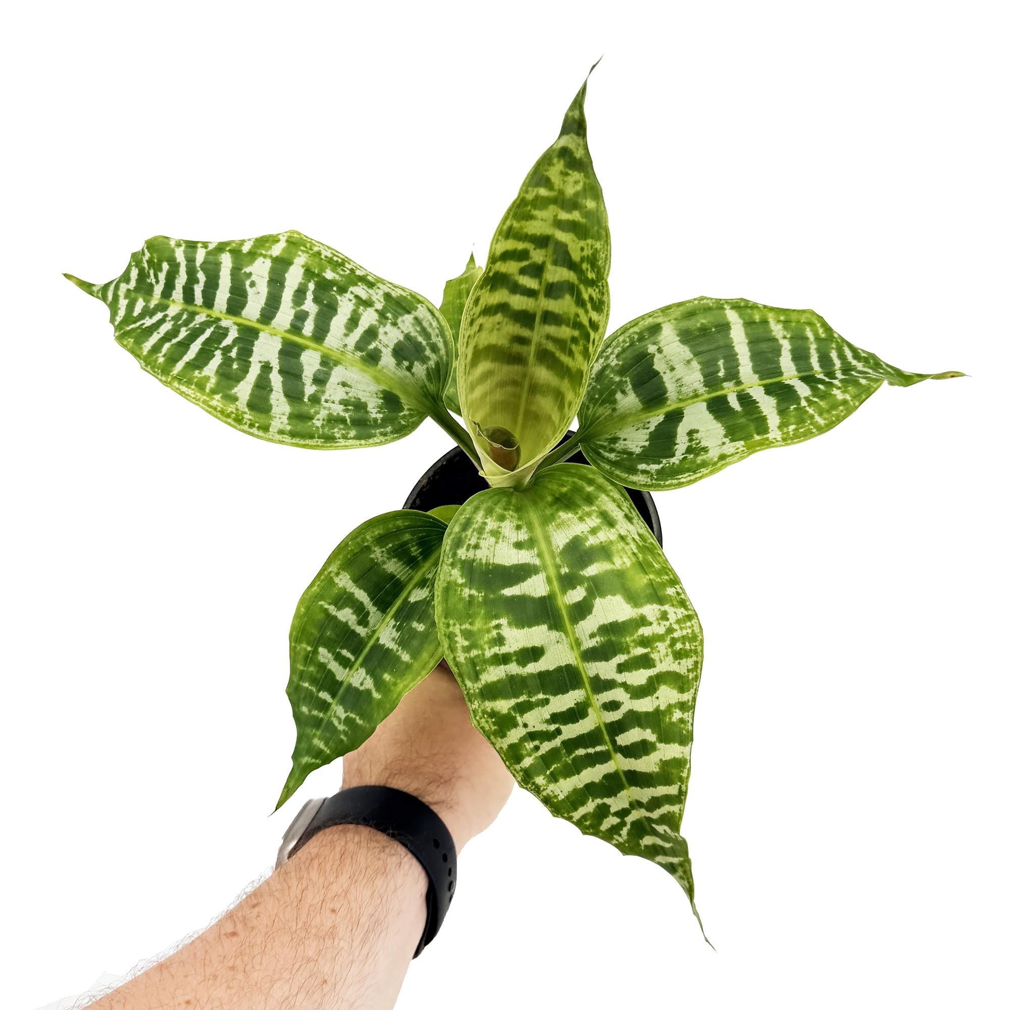 Dracaena goldieana