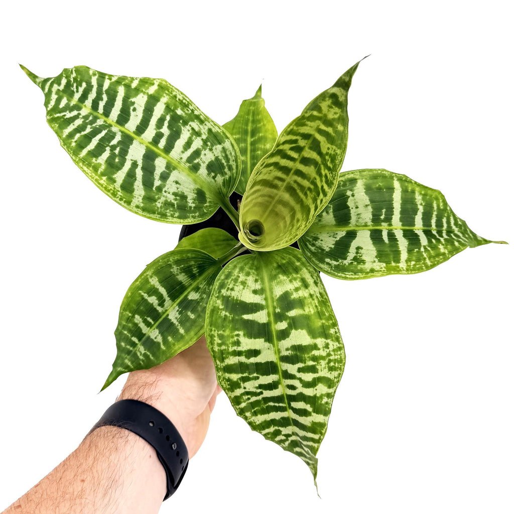 Dracaena goldieana