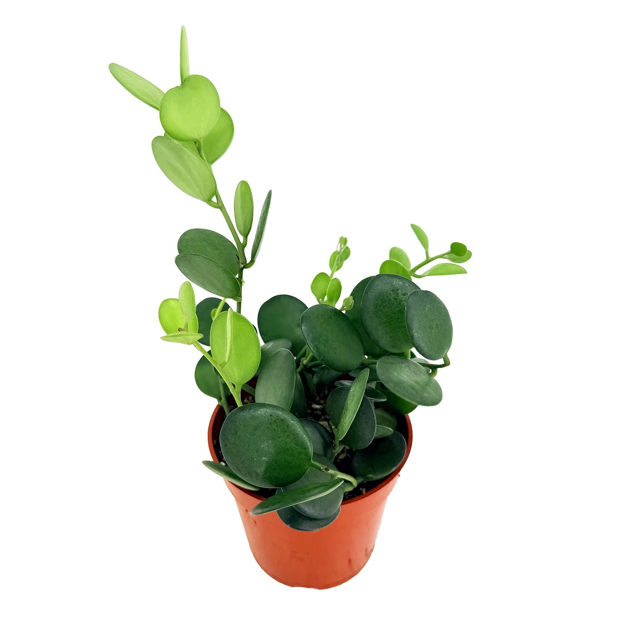 Xerosicyos danguyi 'Silver Dollar Vine'