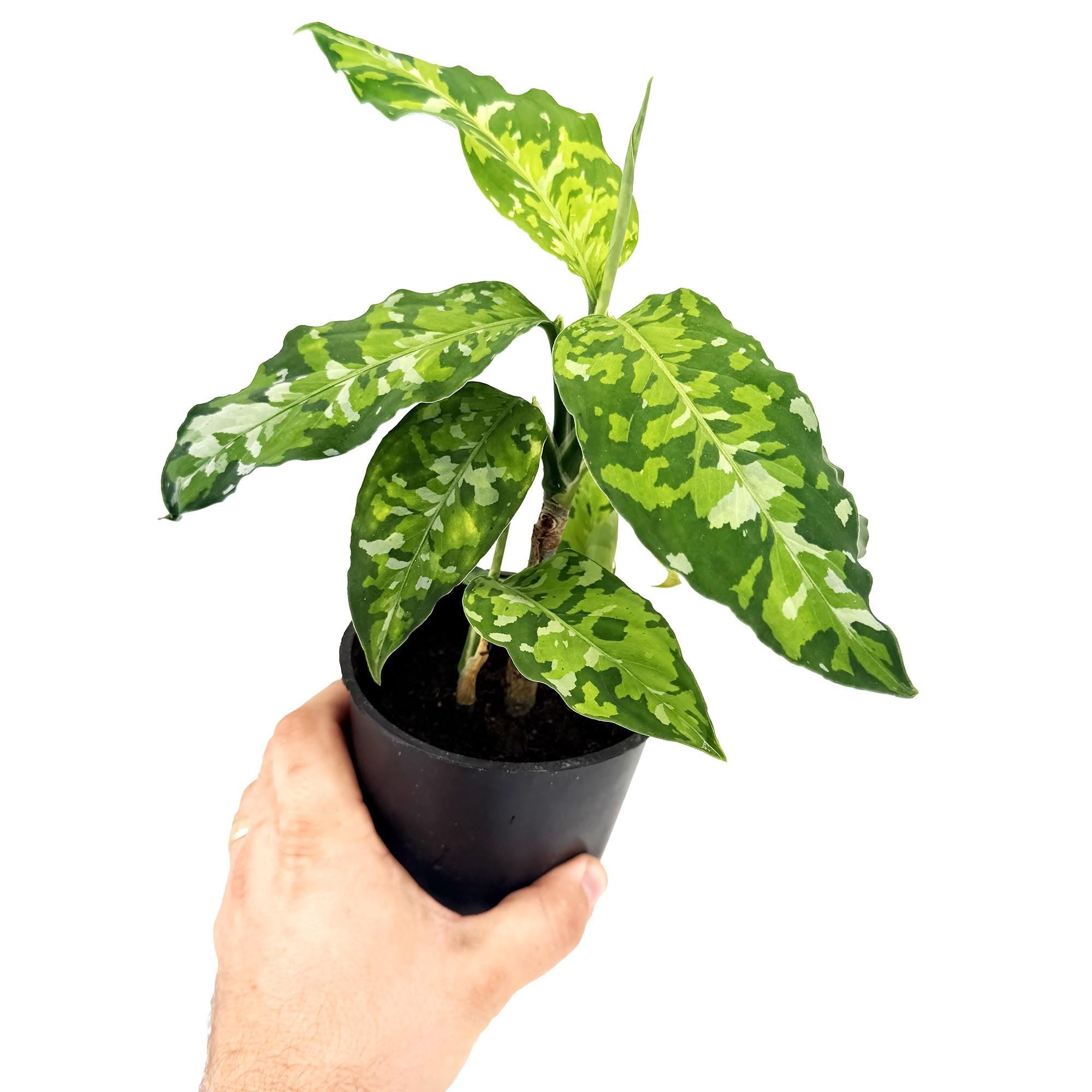 Aglaonema pictum 'Tricolor'
