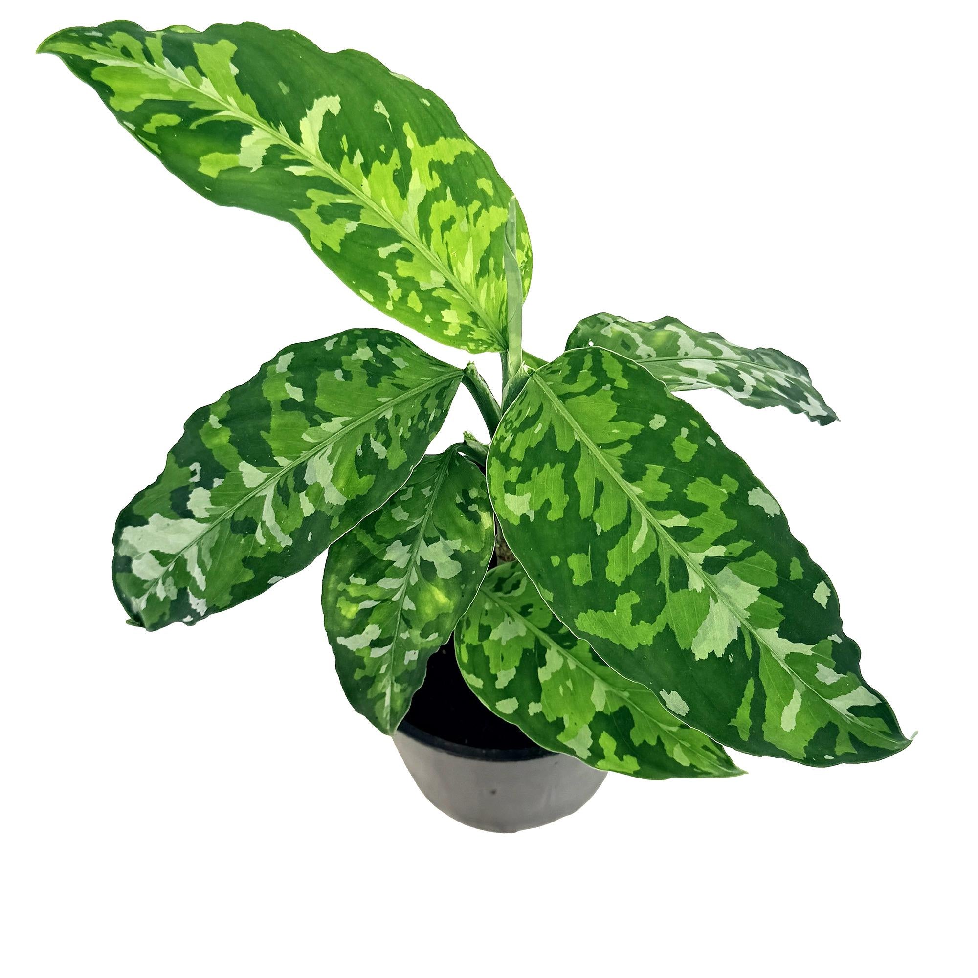 Aglaonema pictum 'Tricolor'