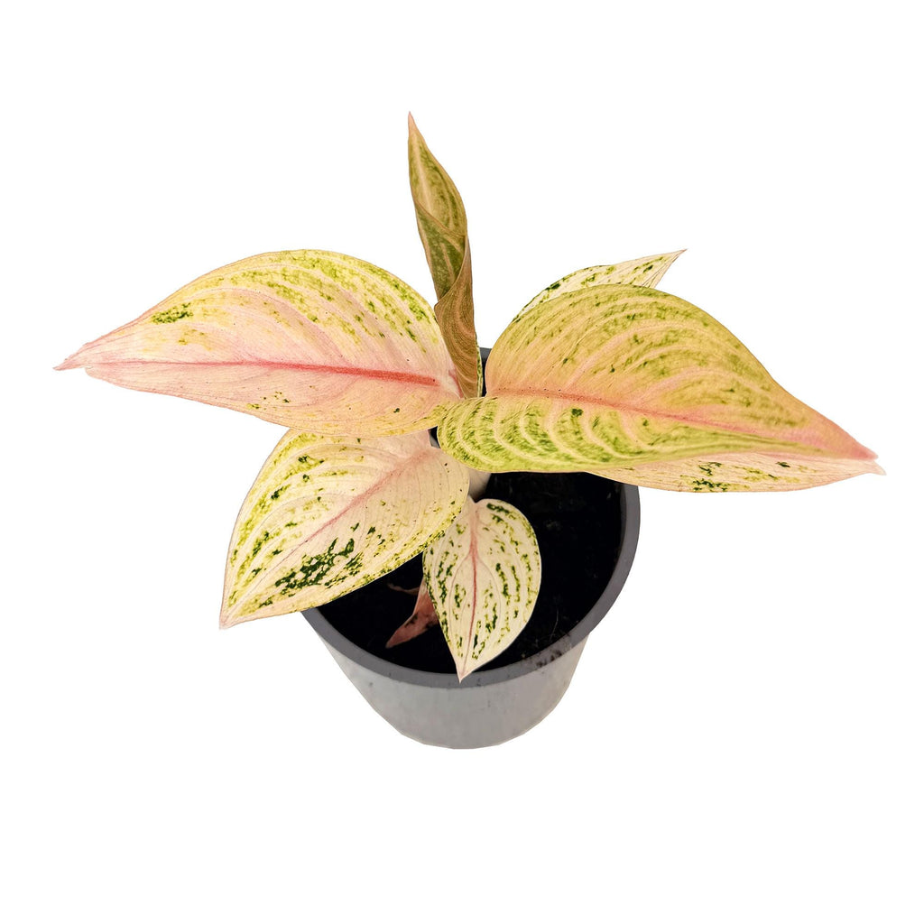 Aglaonema 'Golden Star'