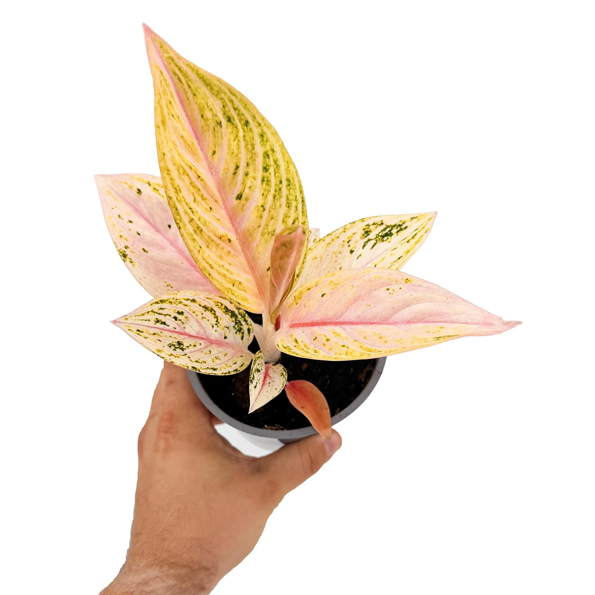 Aglaonema 'Golden Star'