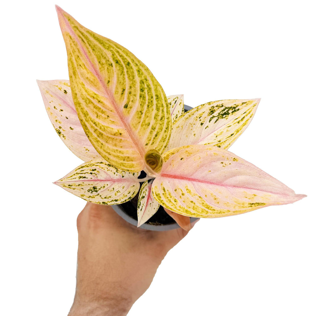 Aglaonema 'Golden Star'
