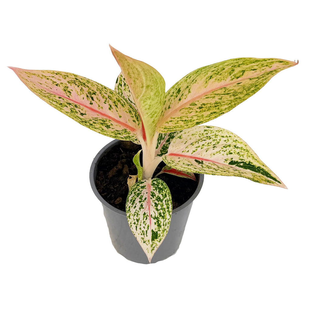 Aglaonema 'Golden Star'