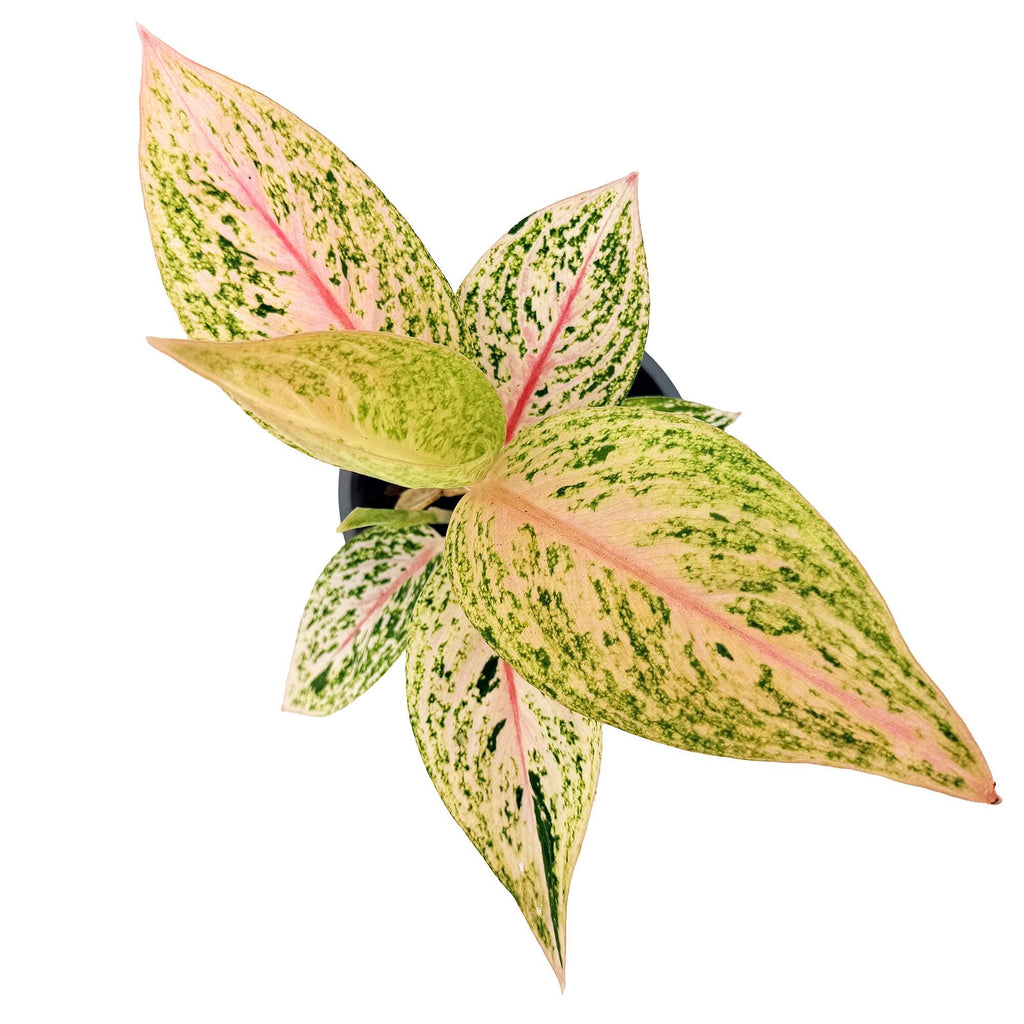 Aglaonema 'Golden Star'