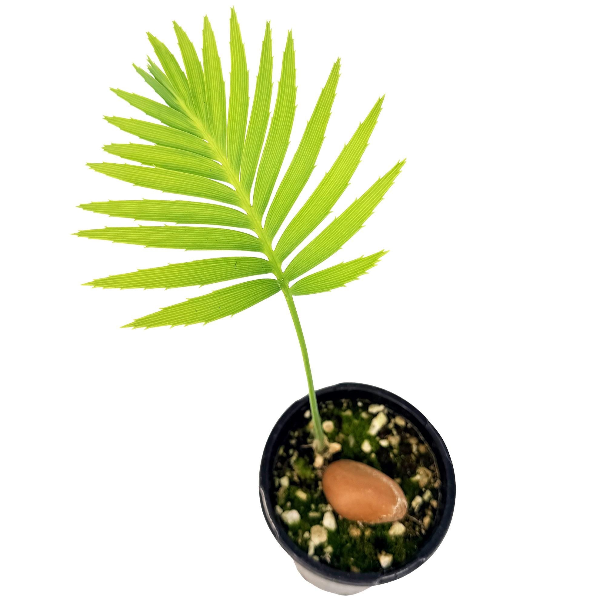 Dioon spinulosum 'Giant Mexican Cycad'