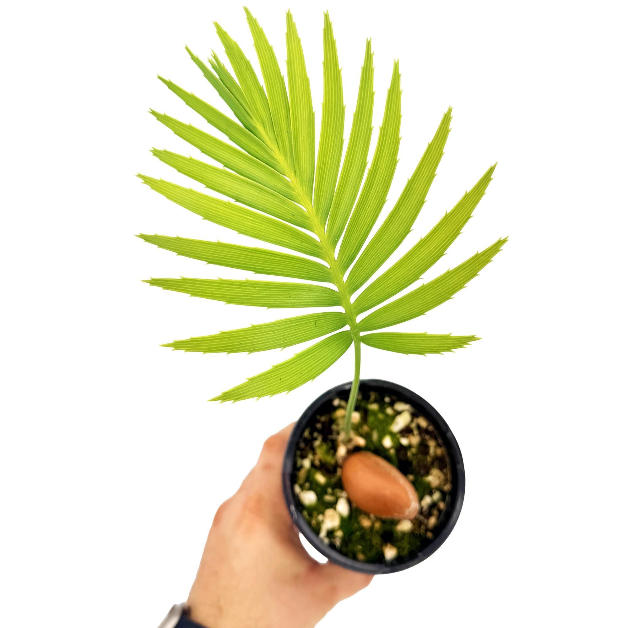 Dioon spinulosum 'Giant Mexican Cycad'