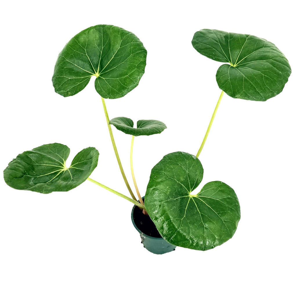 Farfugium japonicum 'Leopard Plant'