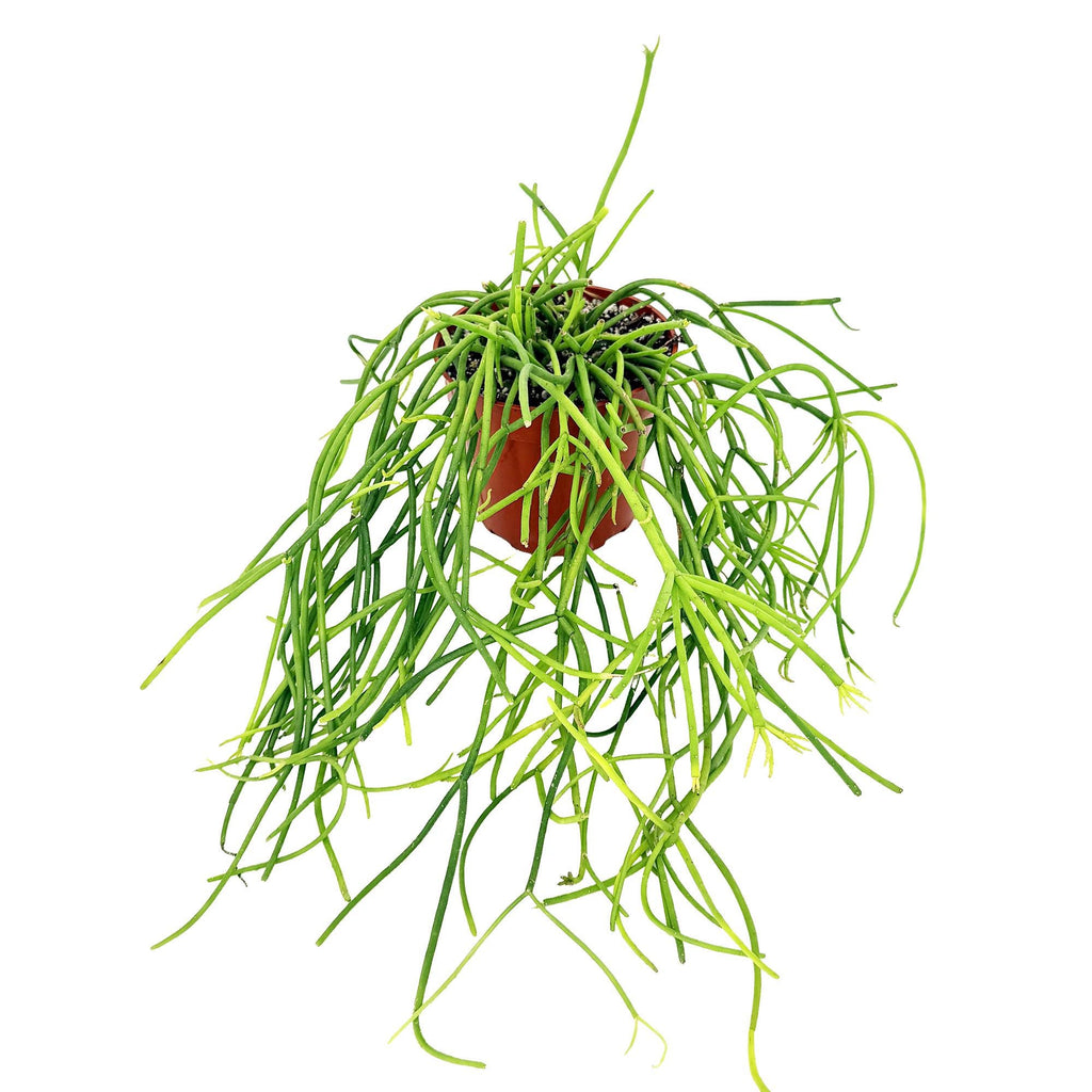 Rhipsalis floccosa