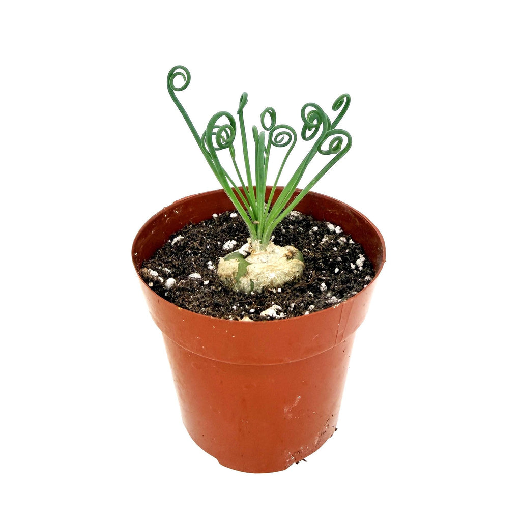 Albuca spiralis 'Frizzle Sizzle'