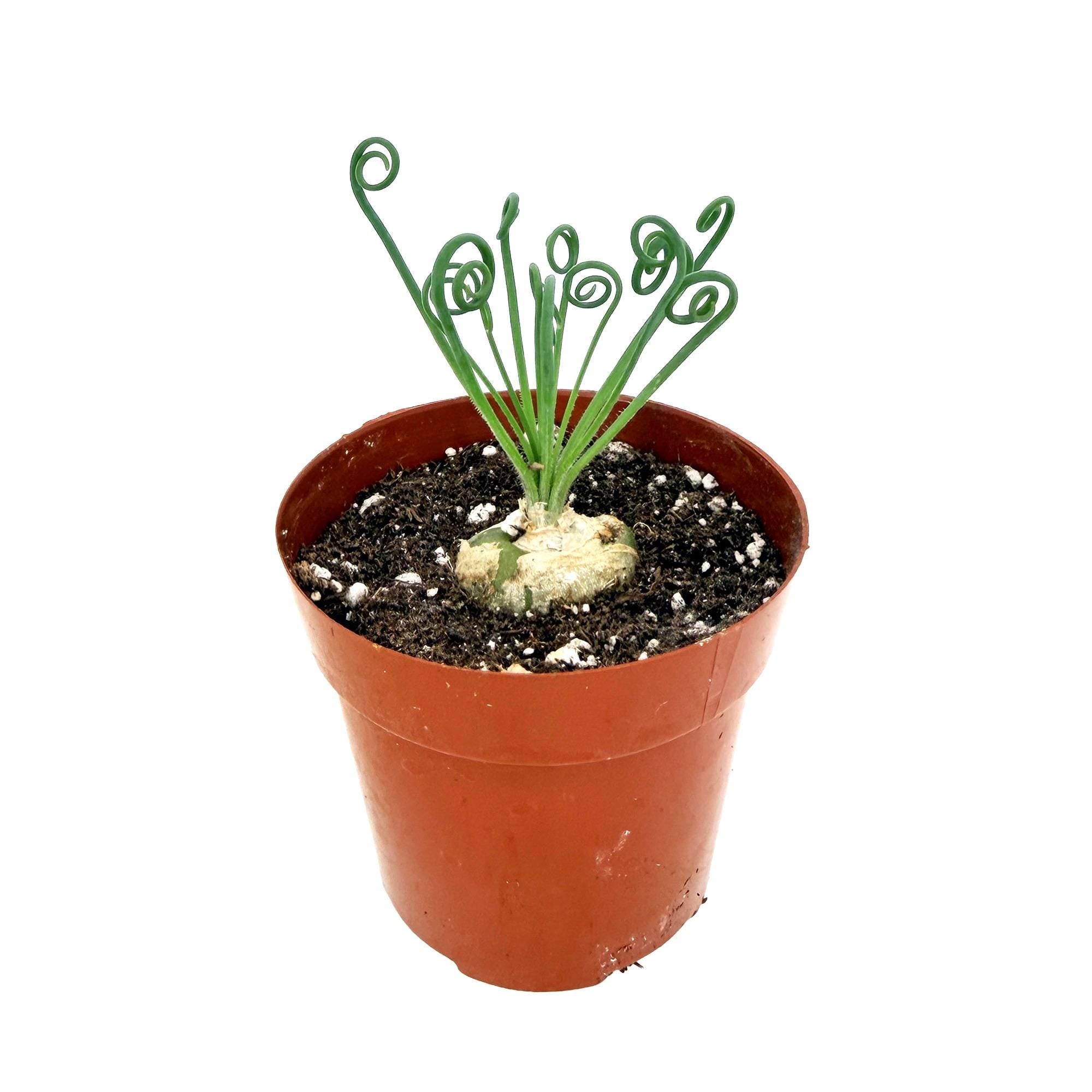 Albuca spiralis 'Frizzle Sizzle'