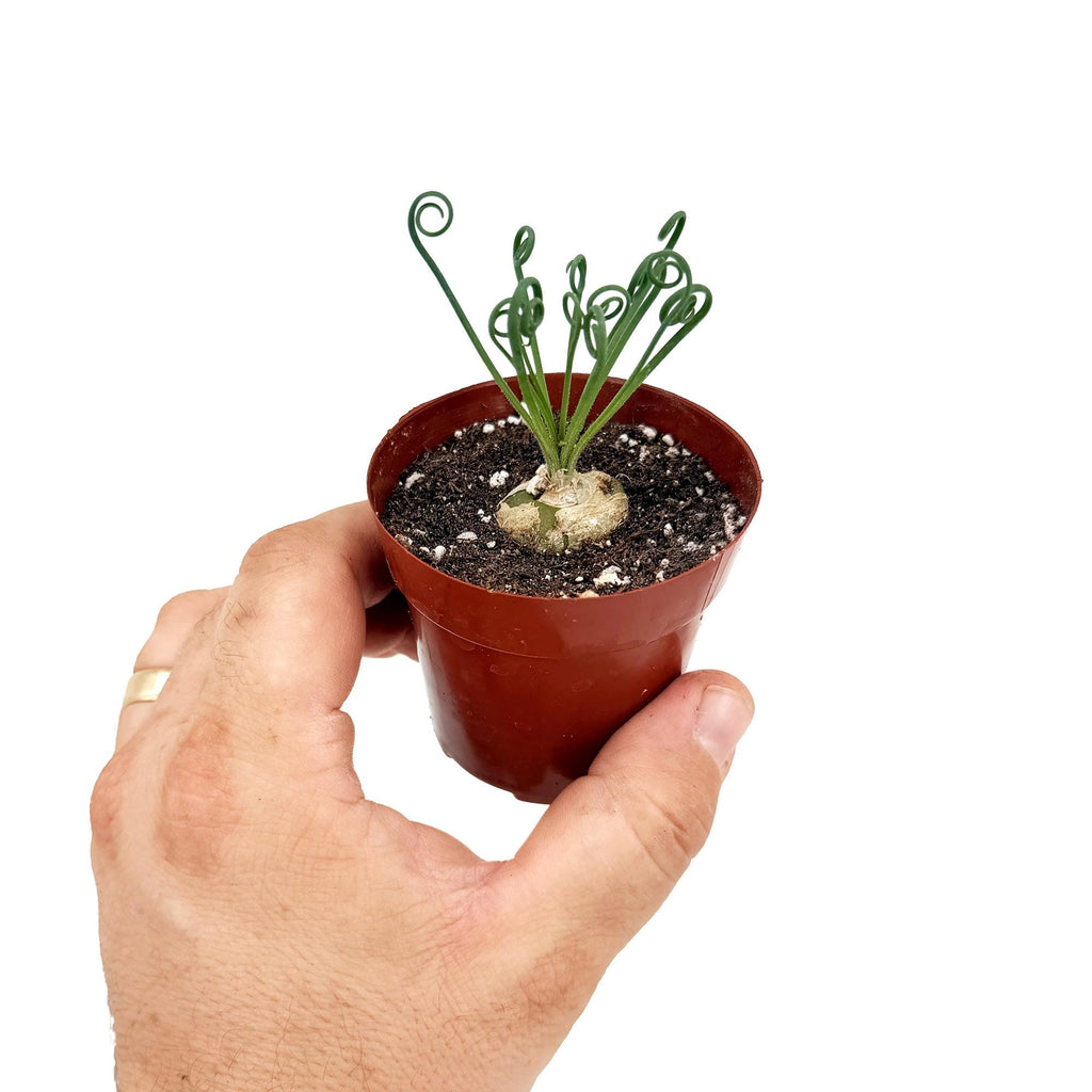 Albuca spiralis 'Frizzle Sizzle'
