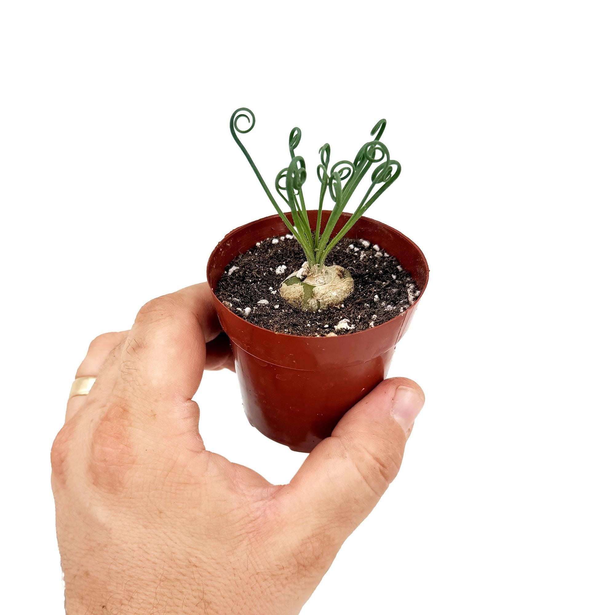 Albuca spiralis 'Frizzle Sizzle'