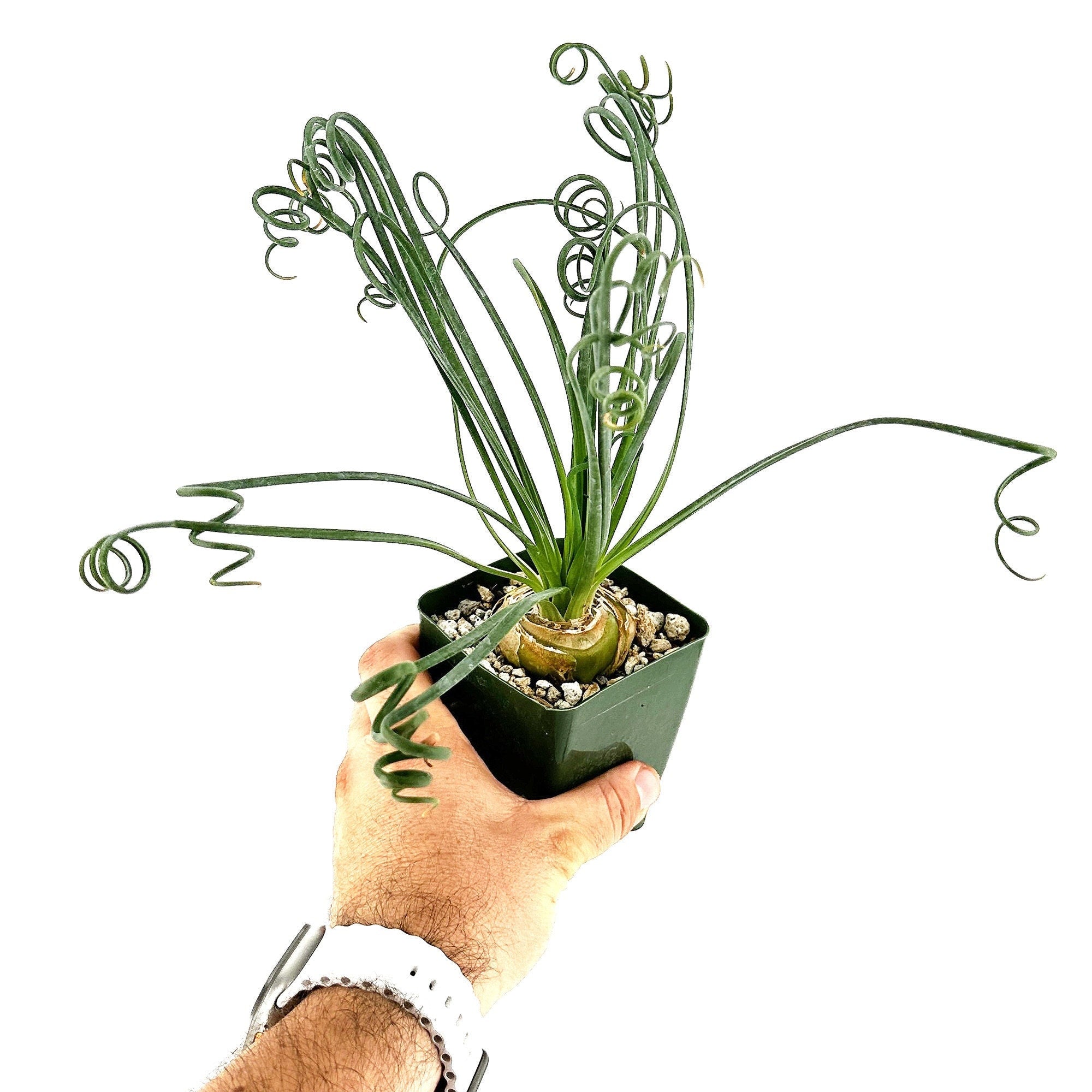 Albuca spiralis 'Frizzle Sizzle'