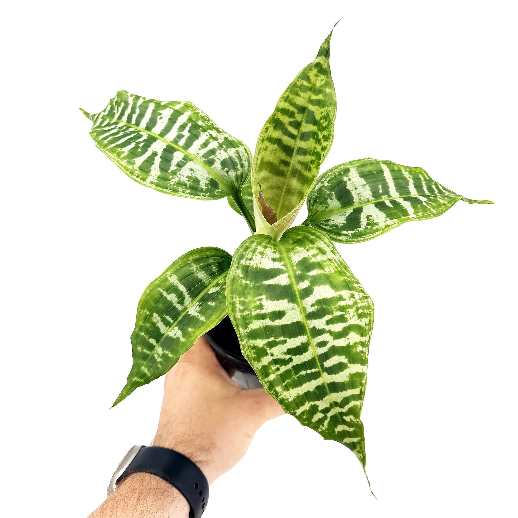 Dracaena goldieana