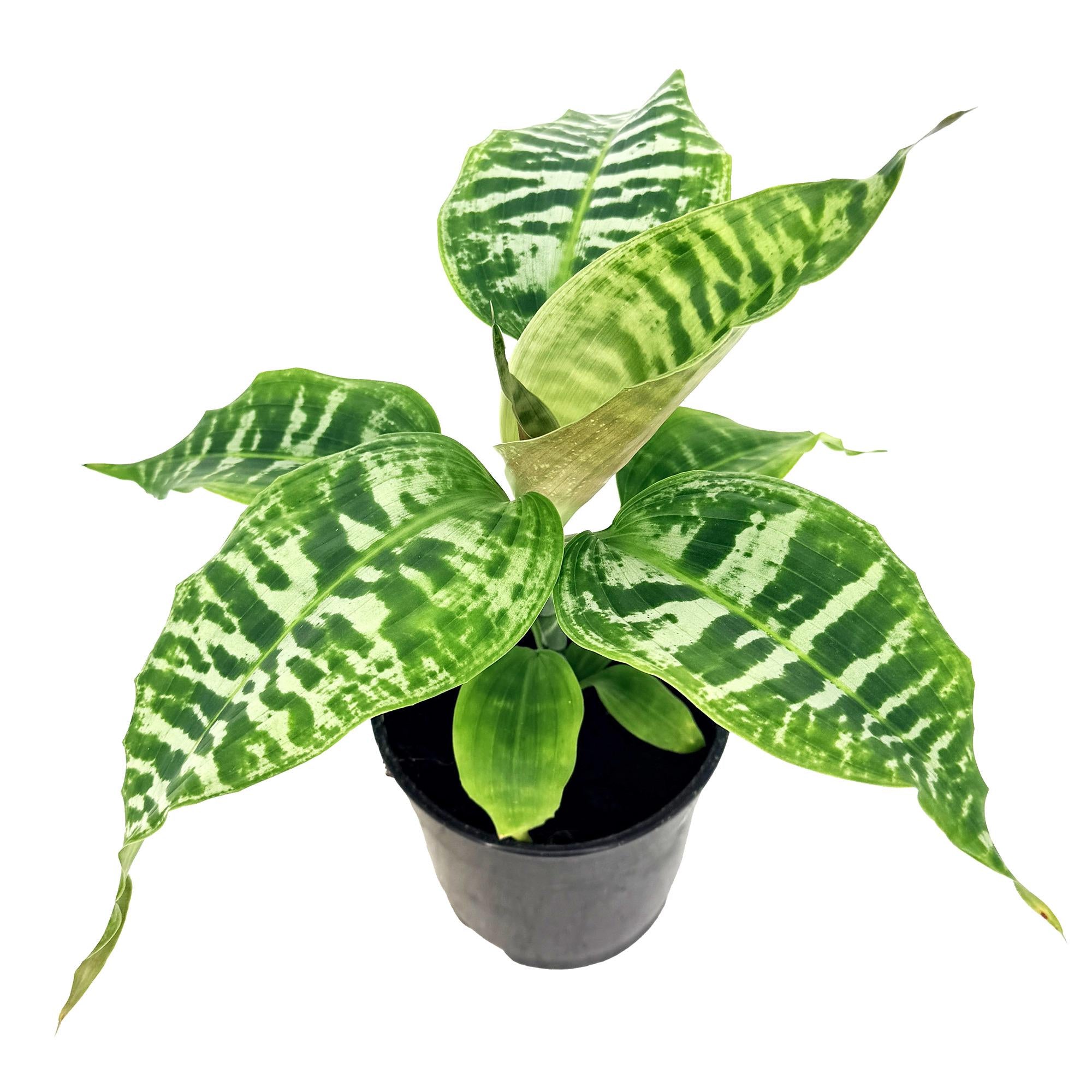 Dracaena goldieana