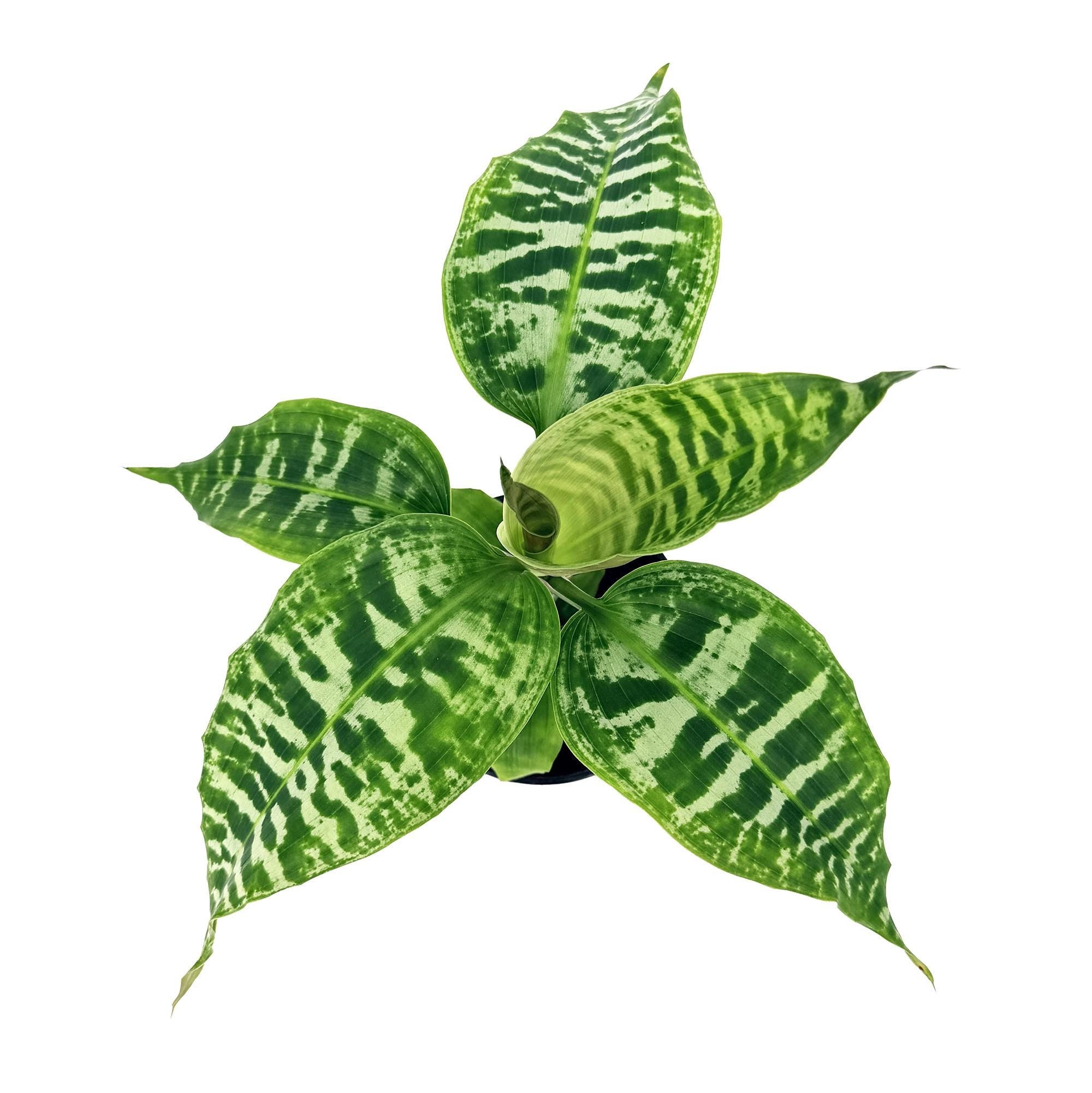 Dracaena goldieana