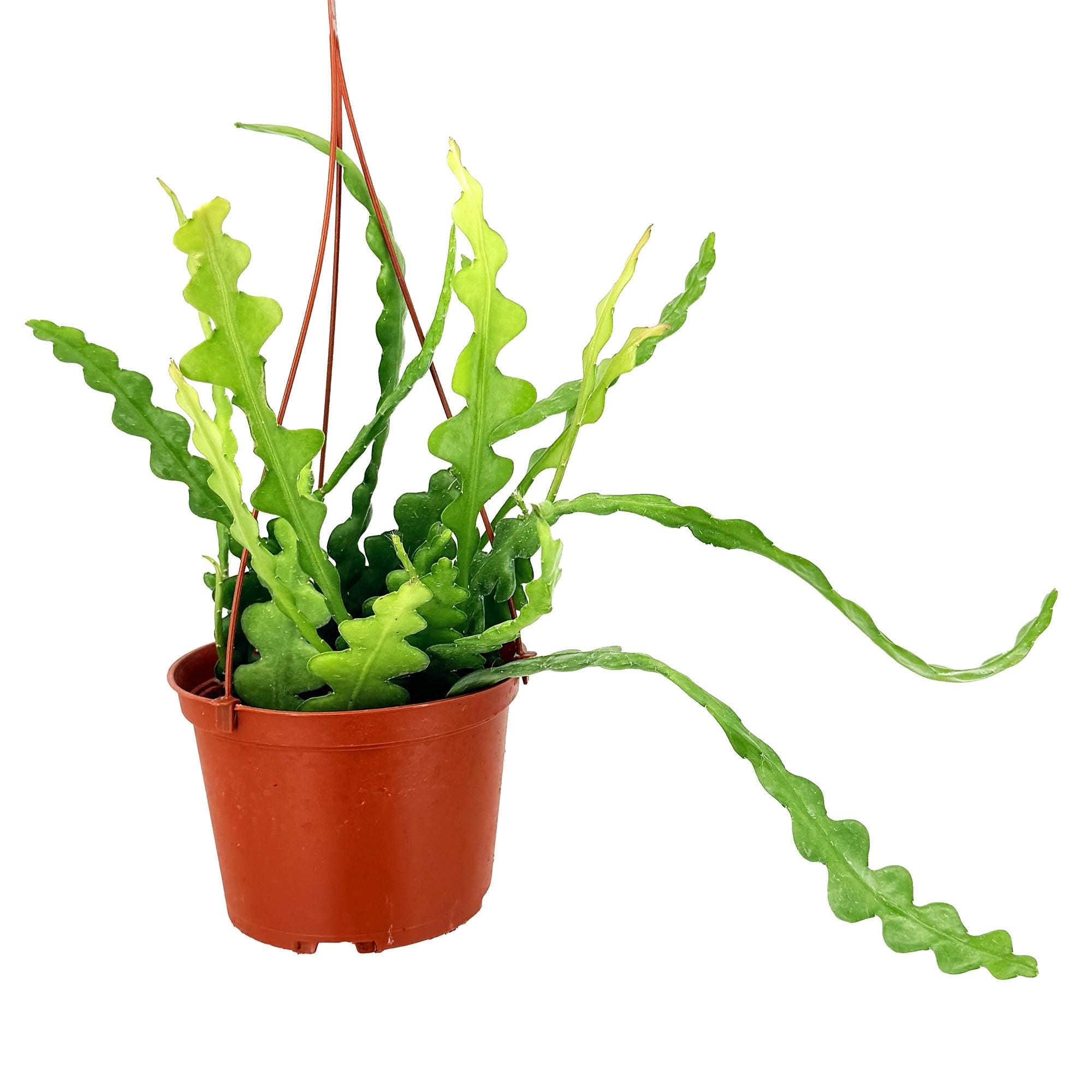 Epiphyllum anguliger 'Fishbone Cactus' 'Ric Rac Cactus'