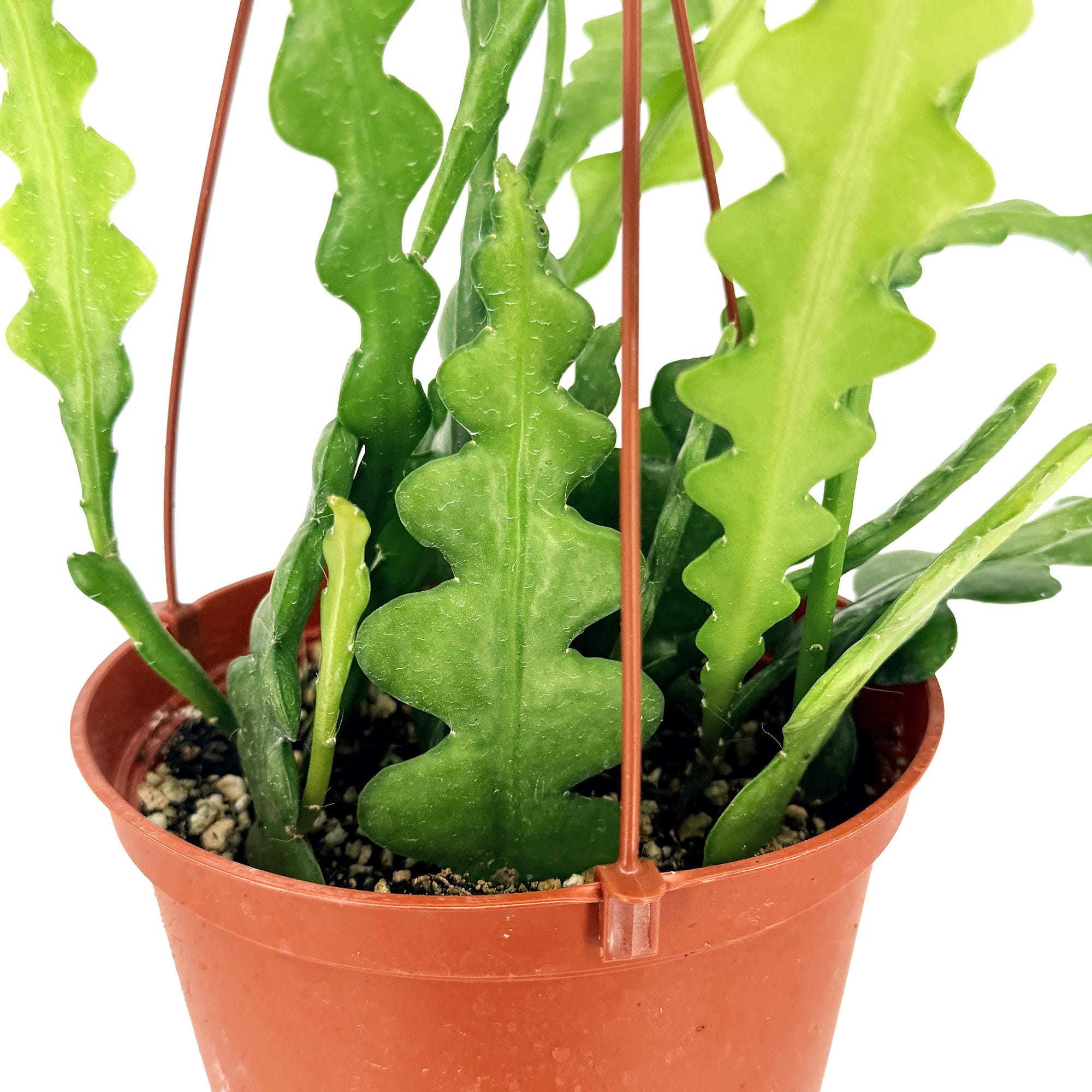 Epiphyllum anguliger 'Fishbone Cactus' 'Ric Rac Cactus'