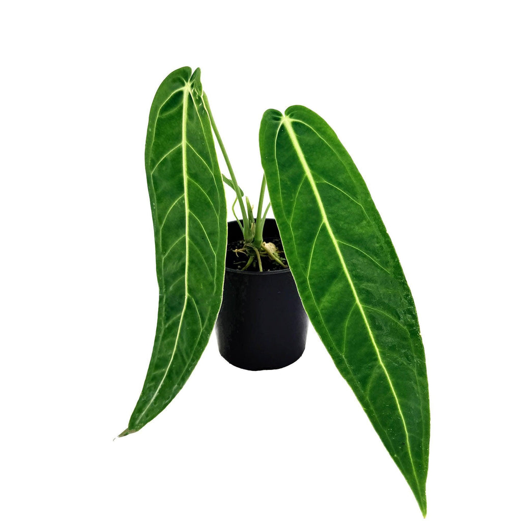 Anthurium warocqueanum 'Queen Anthurium'