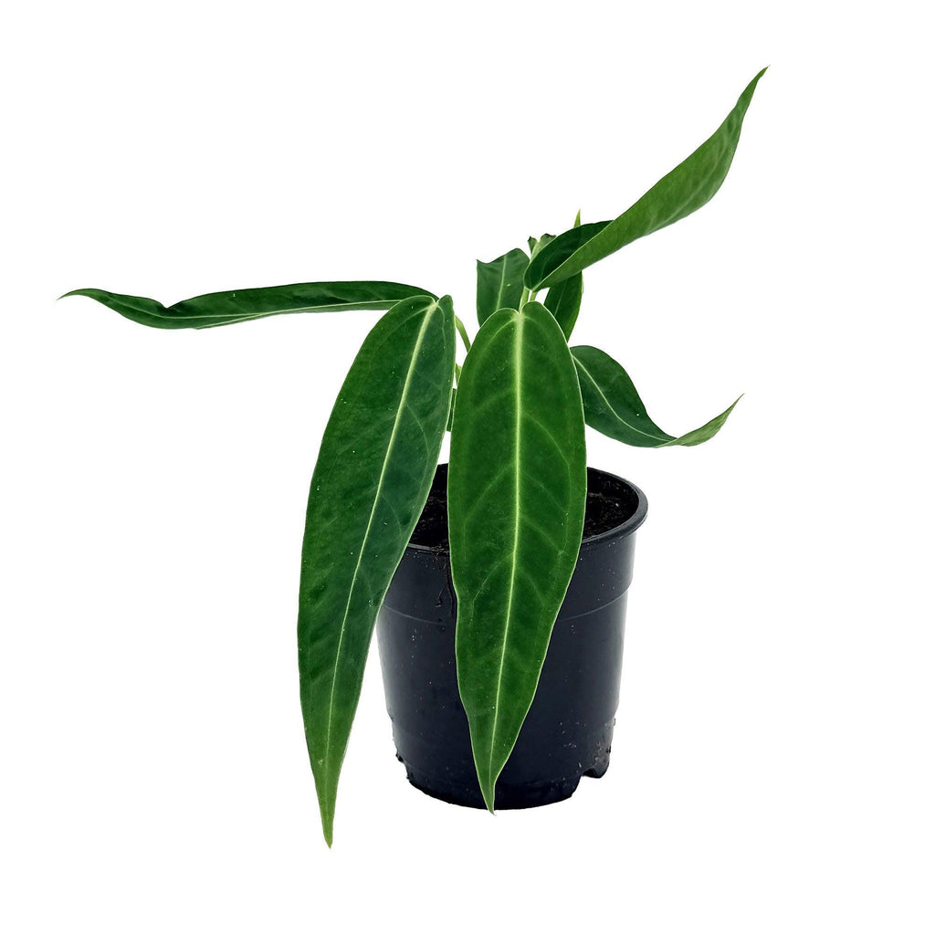 Anthurium warocqueanum 'Queen Anthurium'