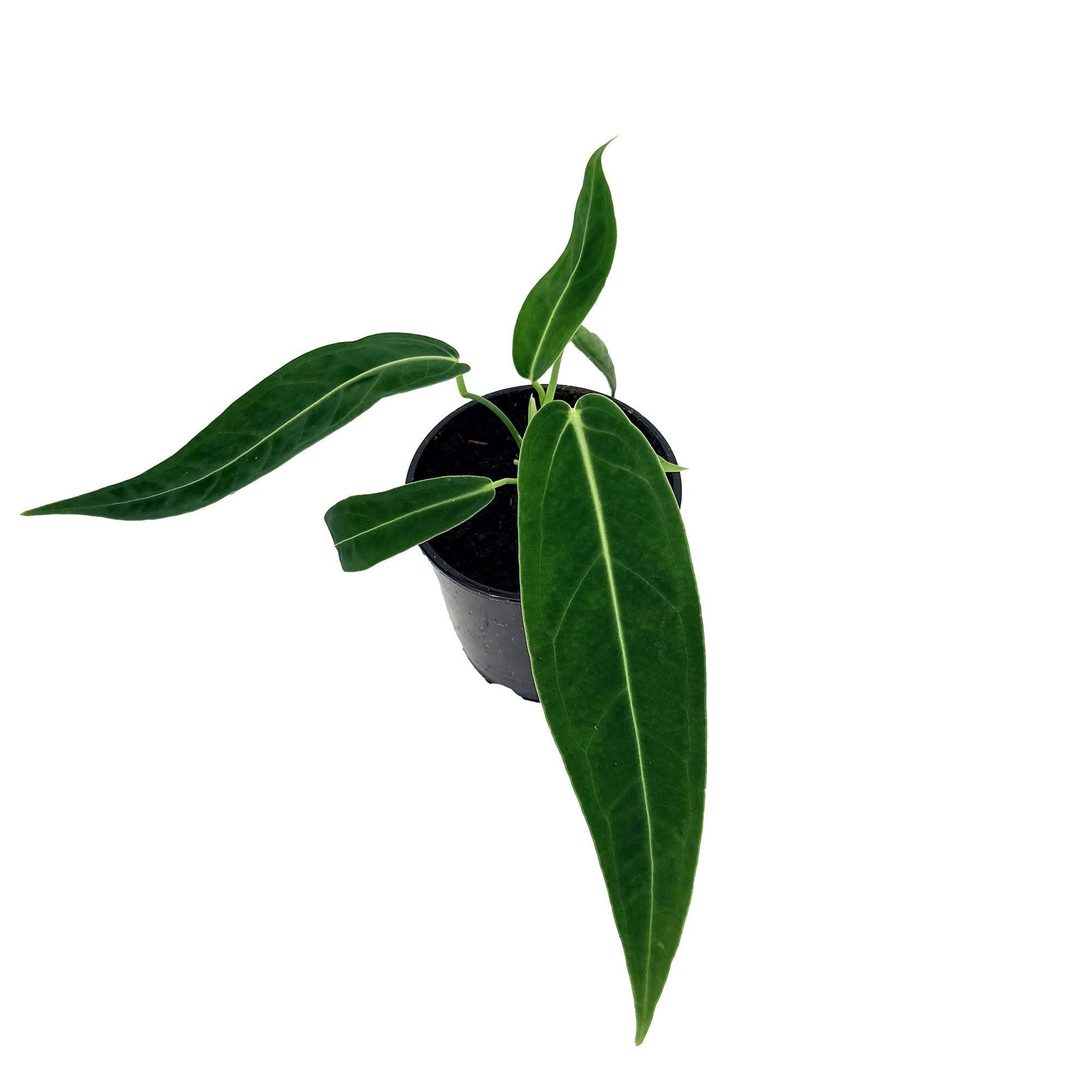 Anthurium warocqueanum 'Queen Anthurium'