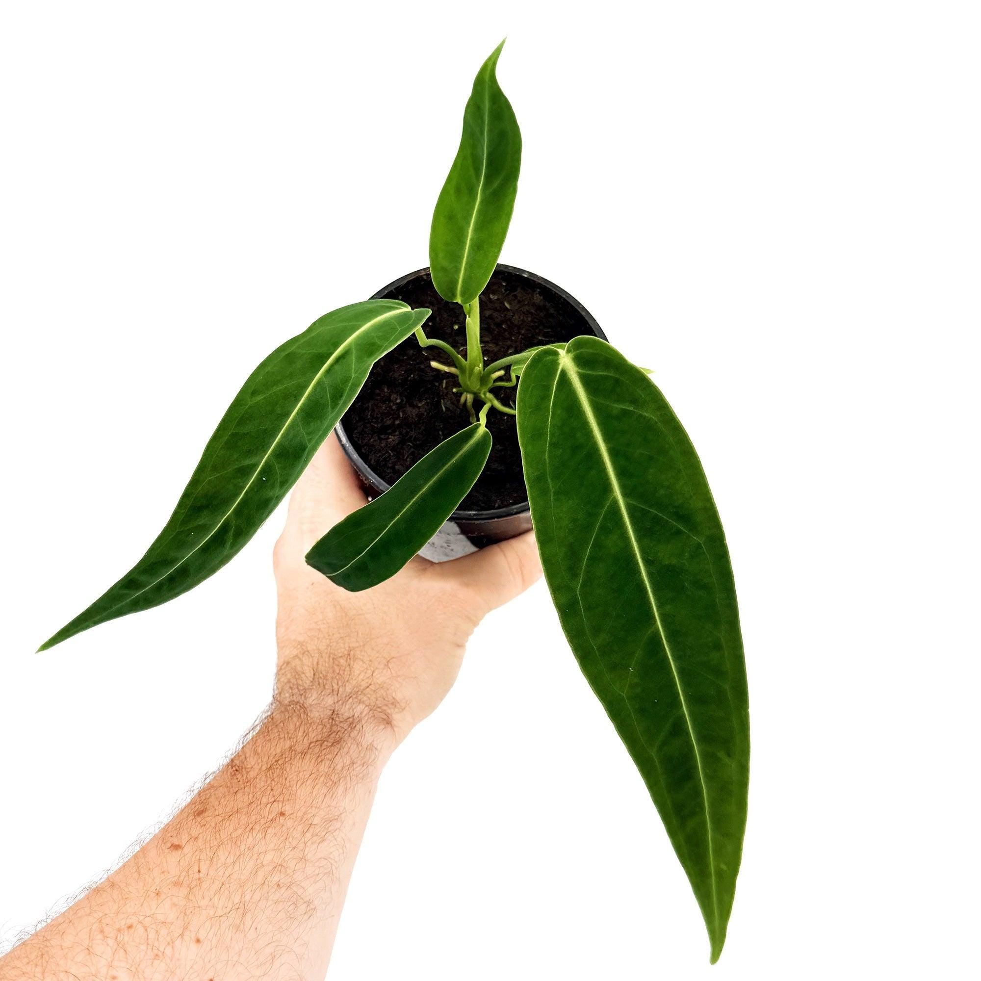 Anthurium warocqueanum 'Queen Anthurium'