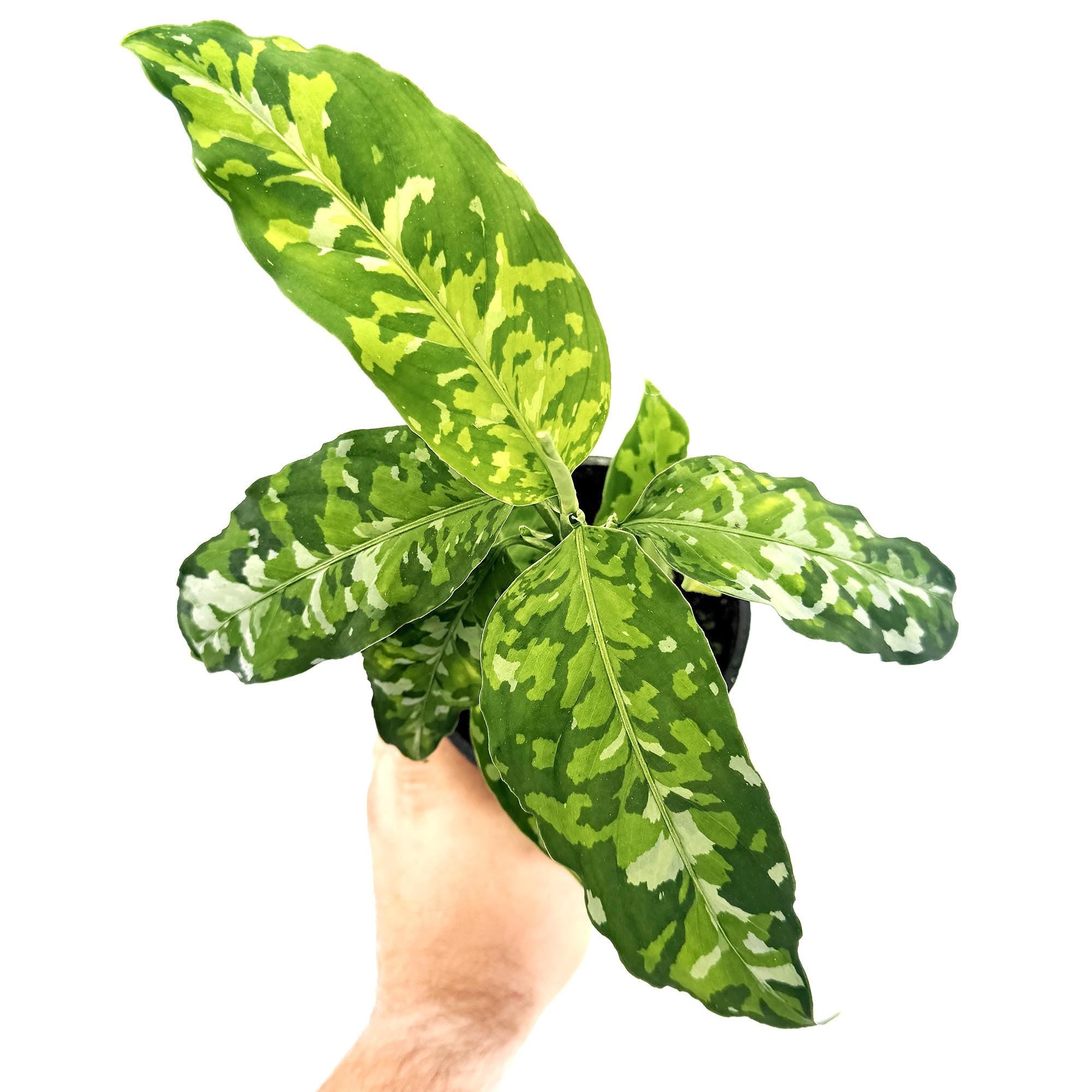 Aglaonema pictum 'Tricolor'