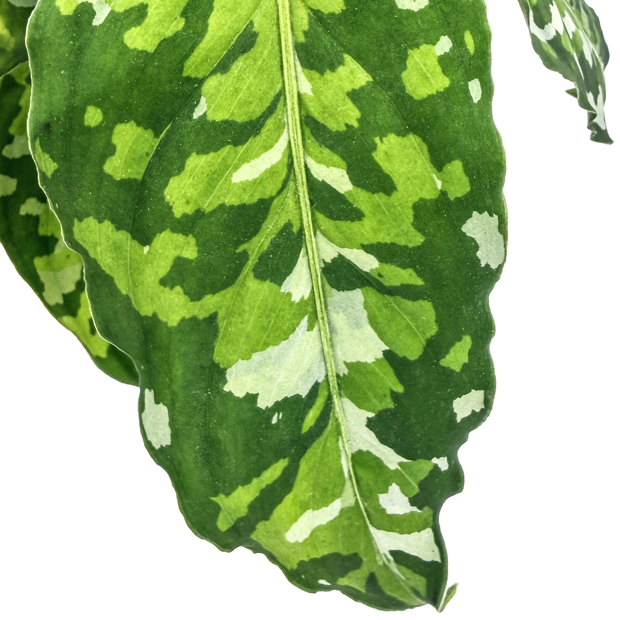 Aglaonema pictum 'Tricolor'