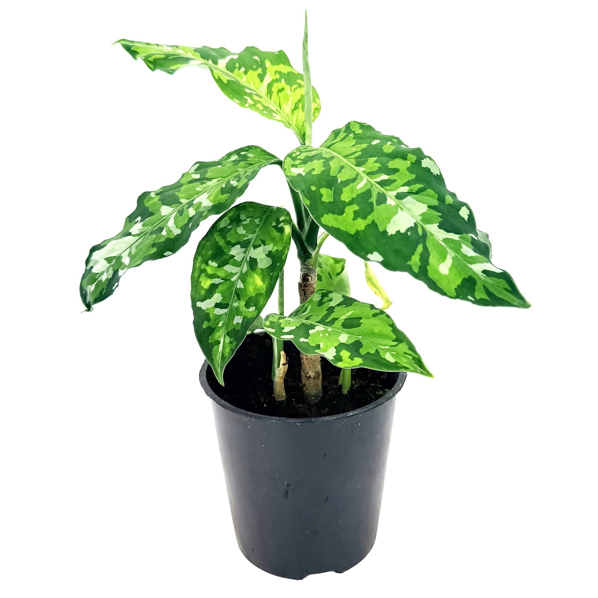 Aglaonema – SarahCotta Plants
