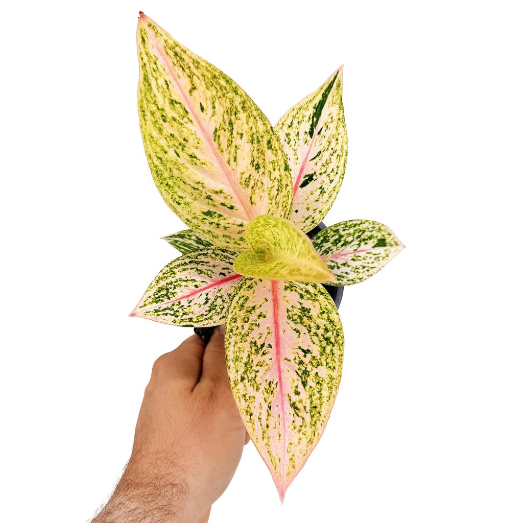 Aglaonema 'Golden Star'