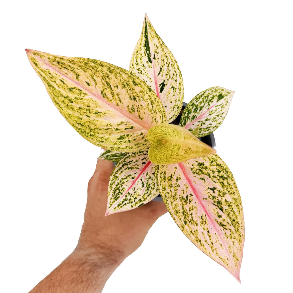 Aglaonema 'Golden Star'