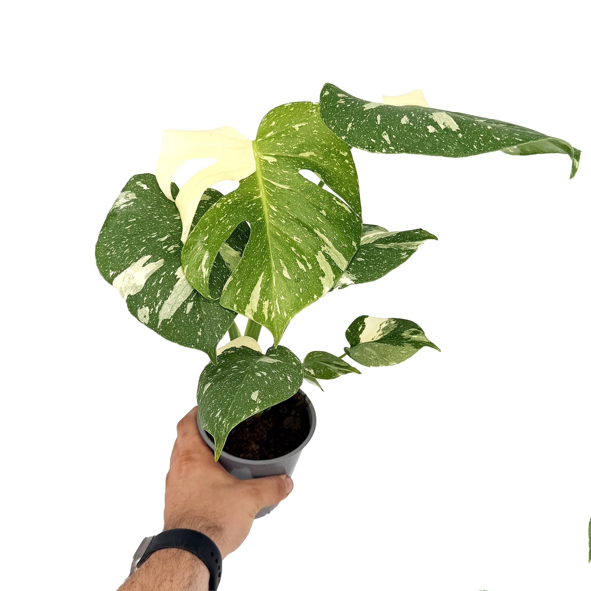 Monstera 'Thai Constellation'