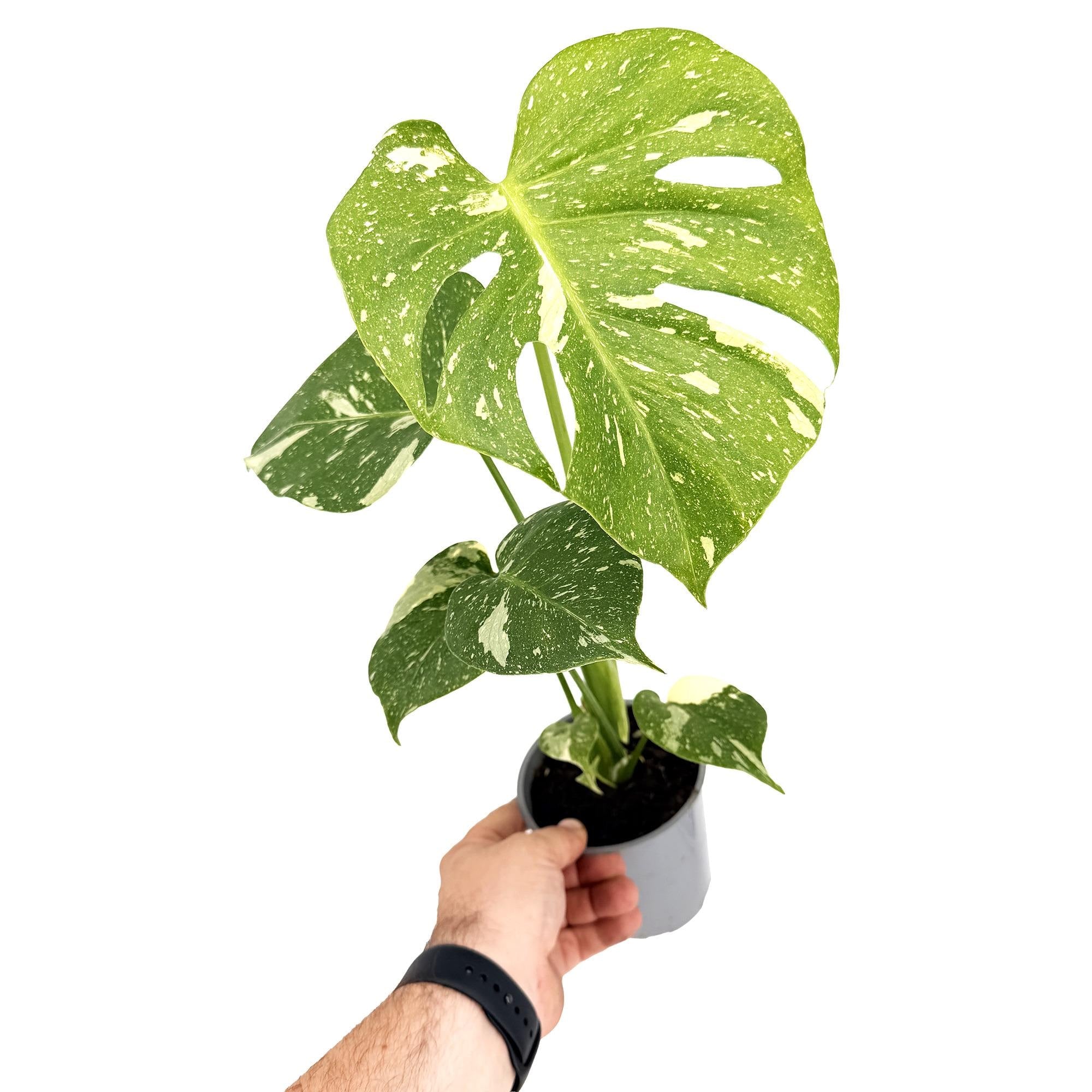 Monstera 'Thai Constellation'