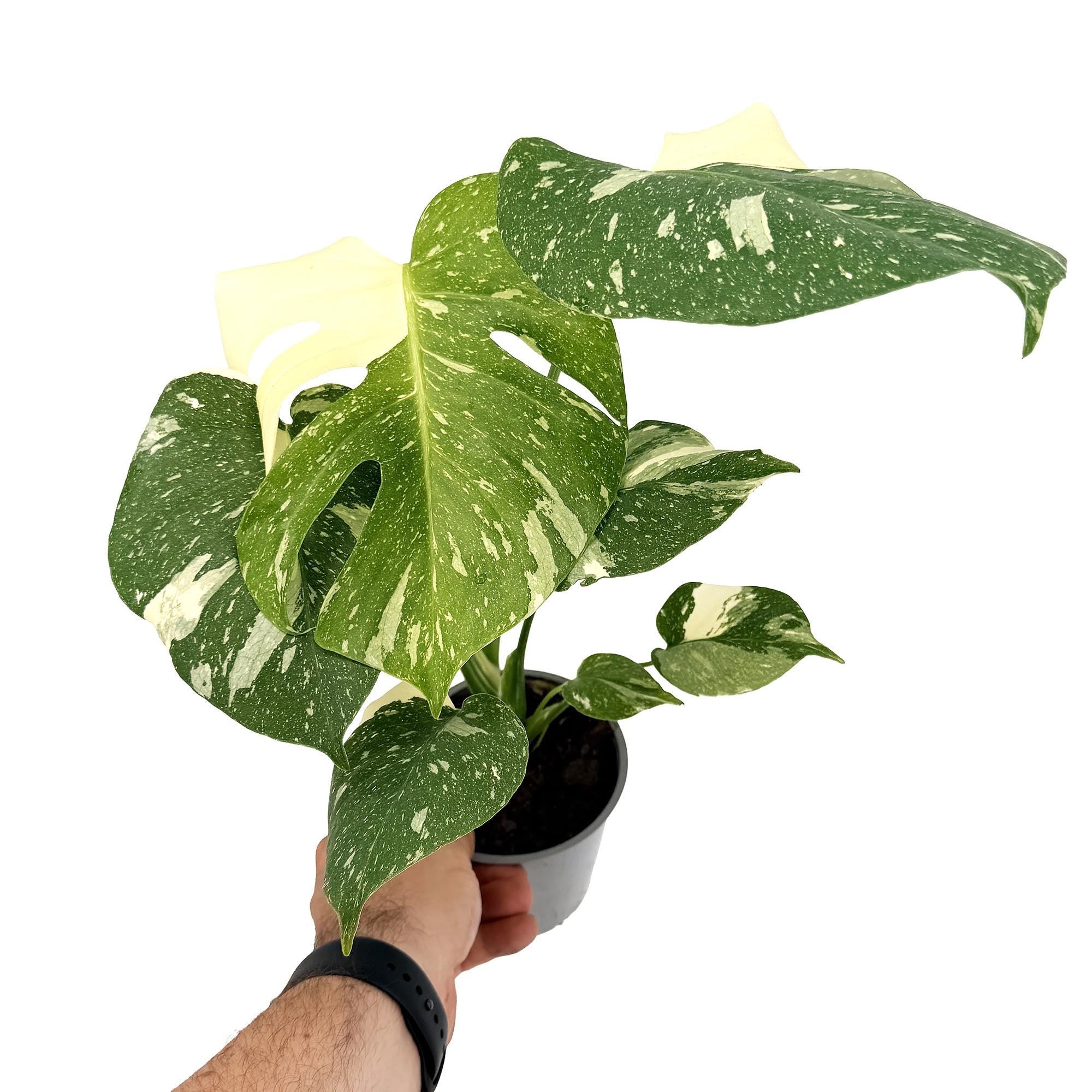 Monstera 'Thai Constellation'