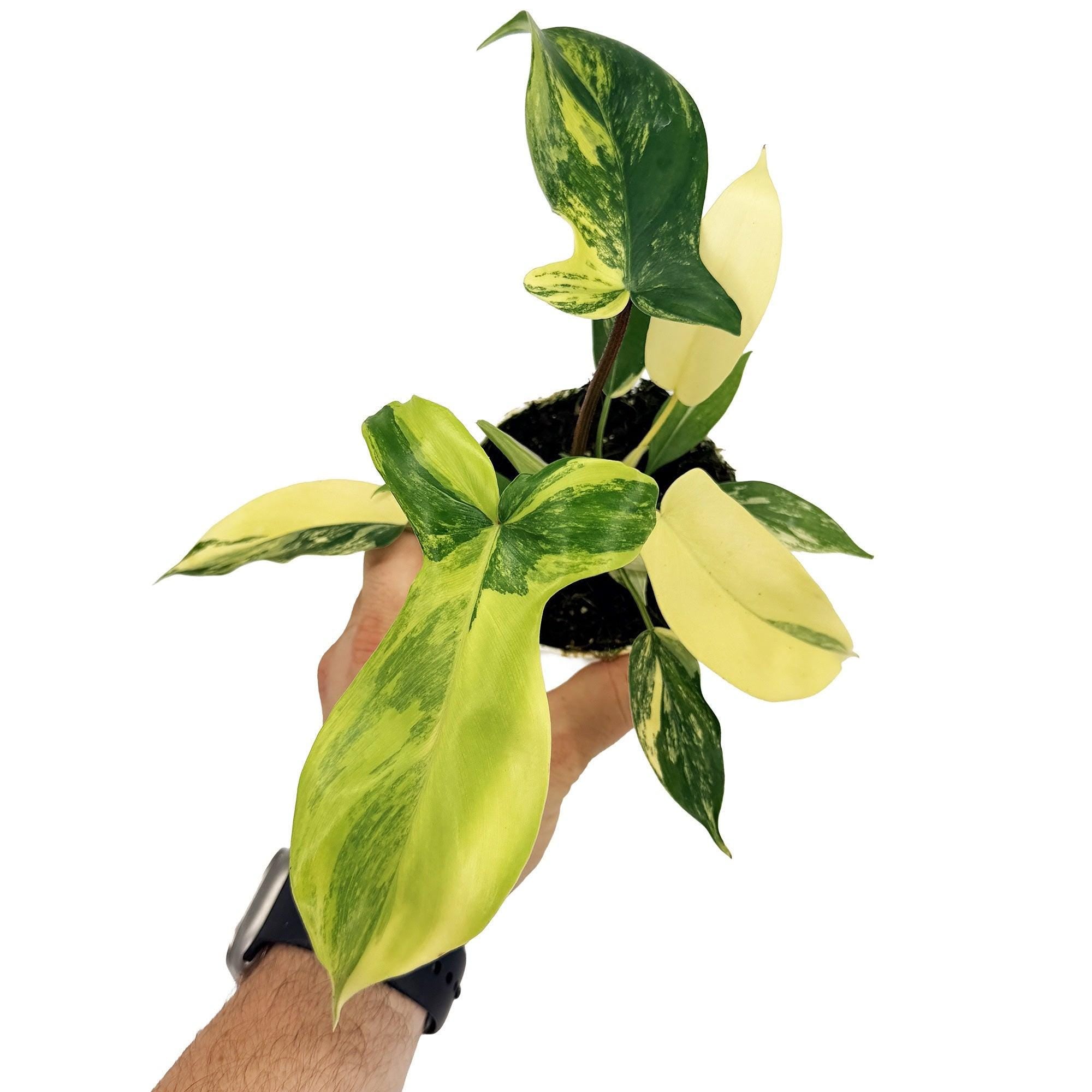 Philodendron 'Florida Beauty'