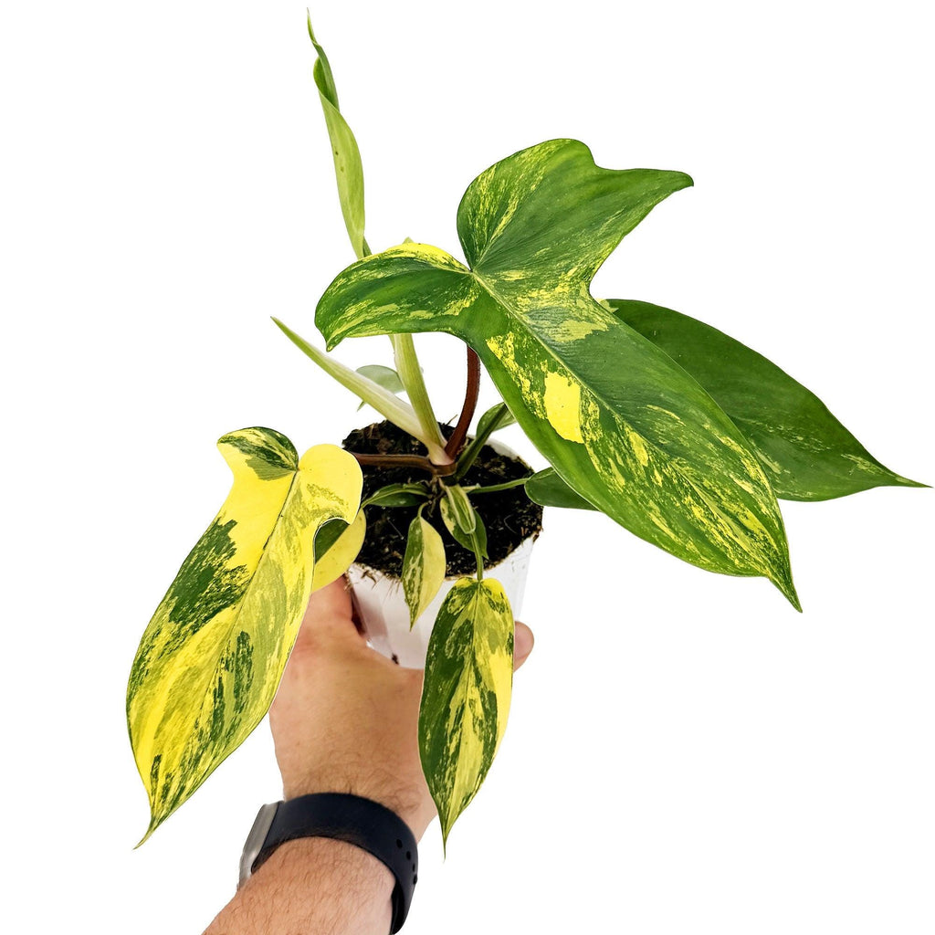 Philodendron 'Florida Beauty'