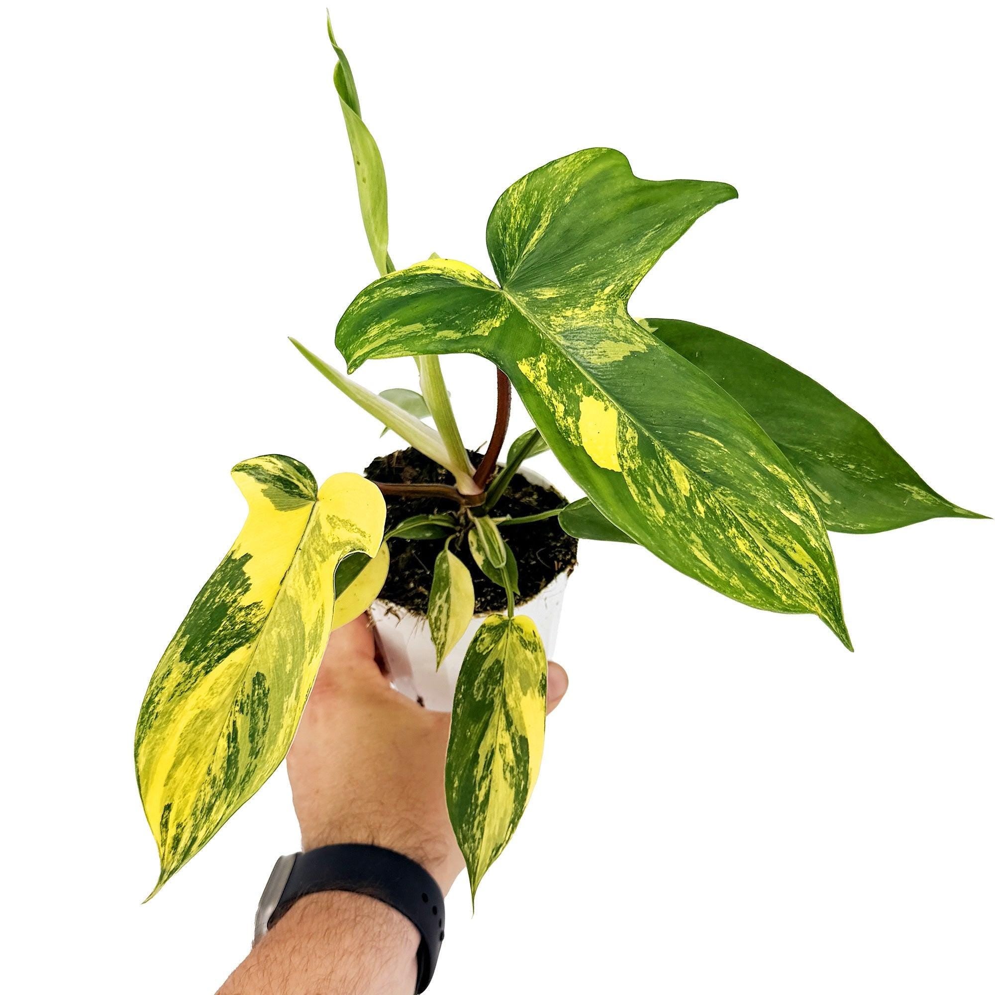 Philodendron 'Florida Beauty'